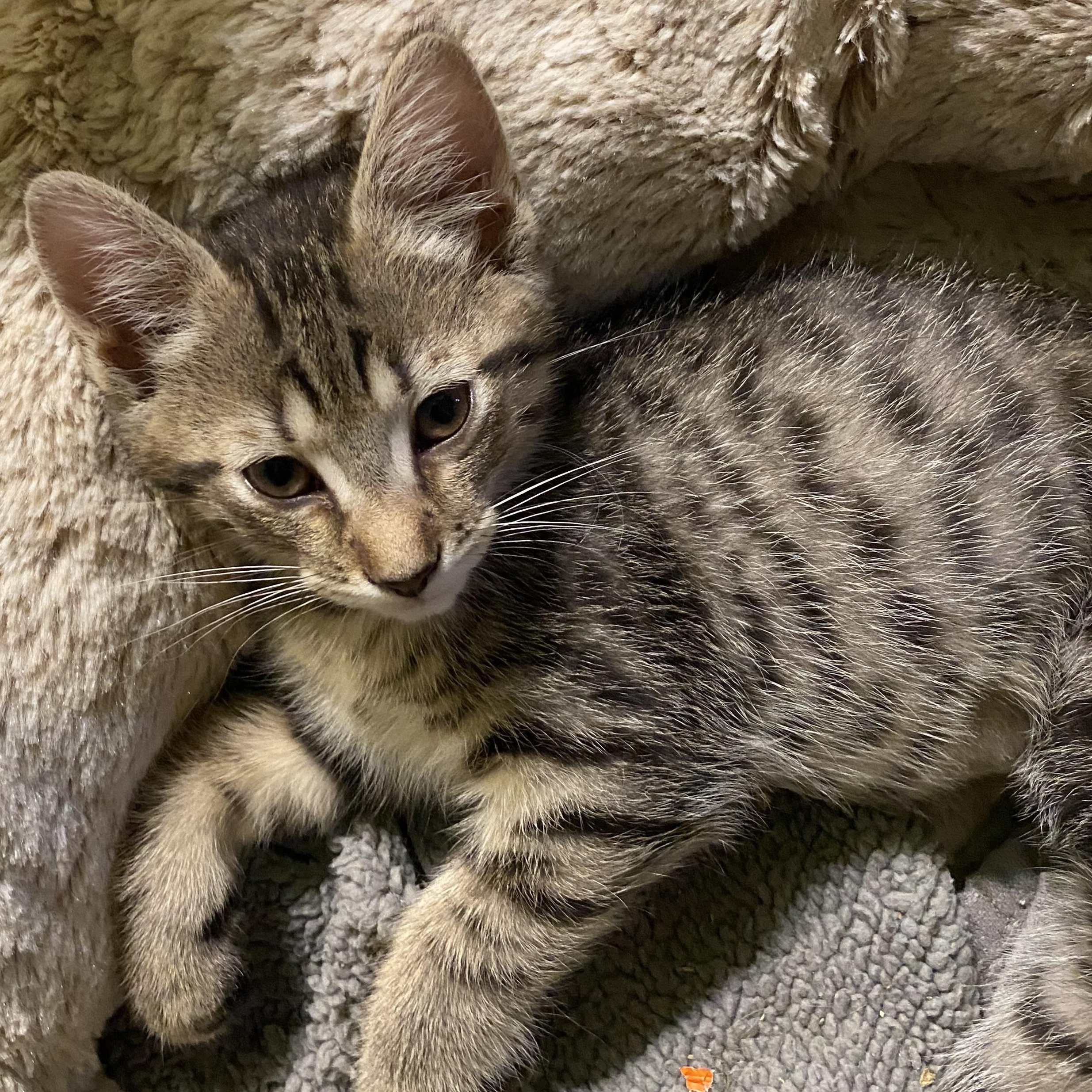 Sakura and Sunflower — thumbnail 2