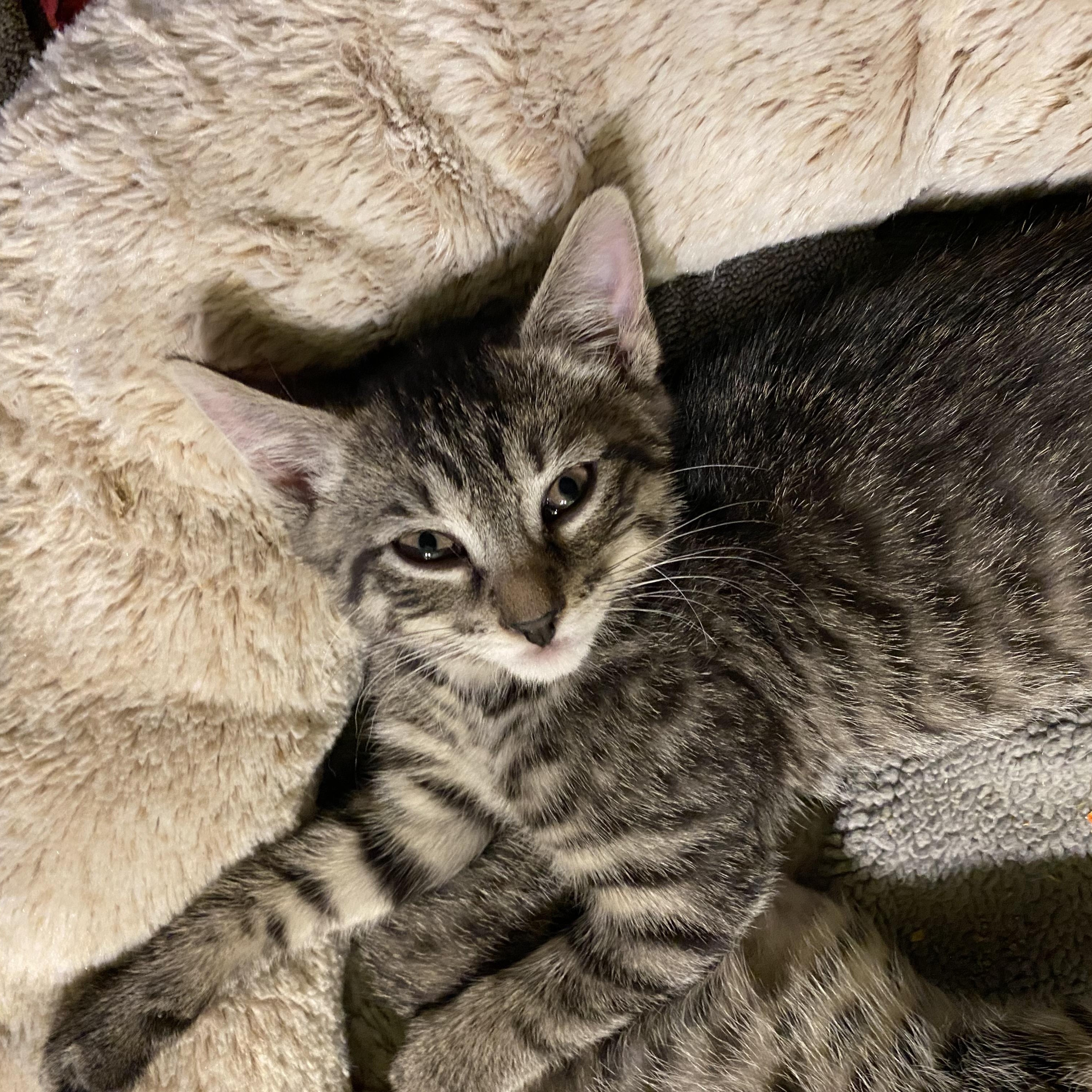 Sakura and Sunflower, Adoptable, Kitten Female Tabby.