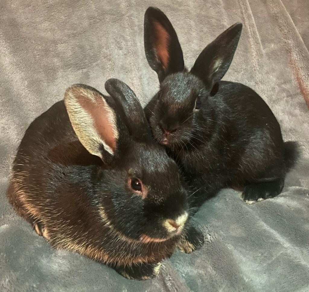 Enlarge Buttons-Bonded to Bugz, a Adoptable Rex in Pomona, NY image 2/2