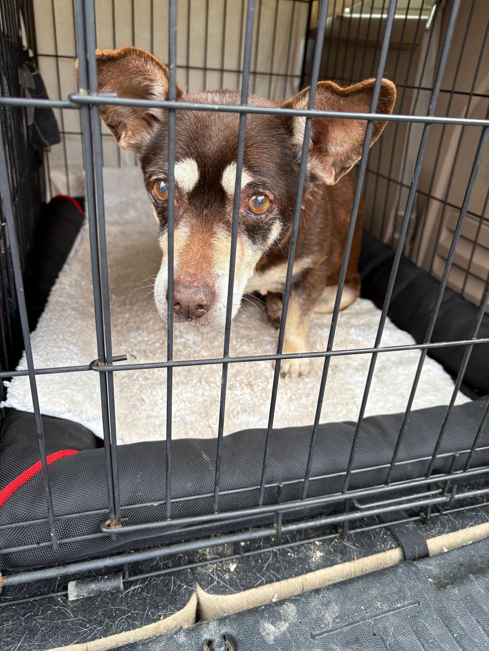 Smokey*bonded pair*, Adoptable, Senior Male Chihuahua & Dachshund.