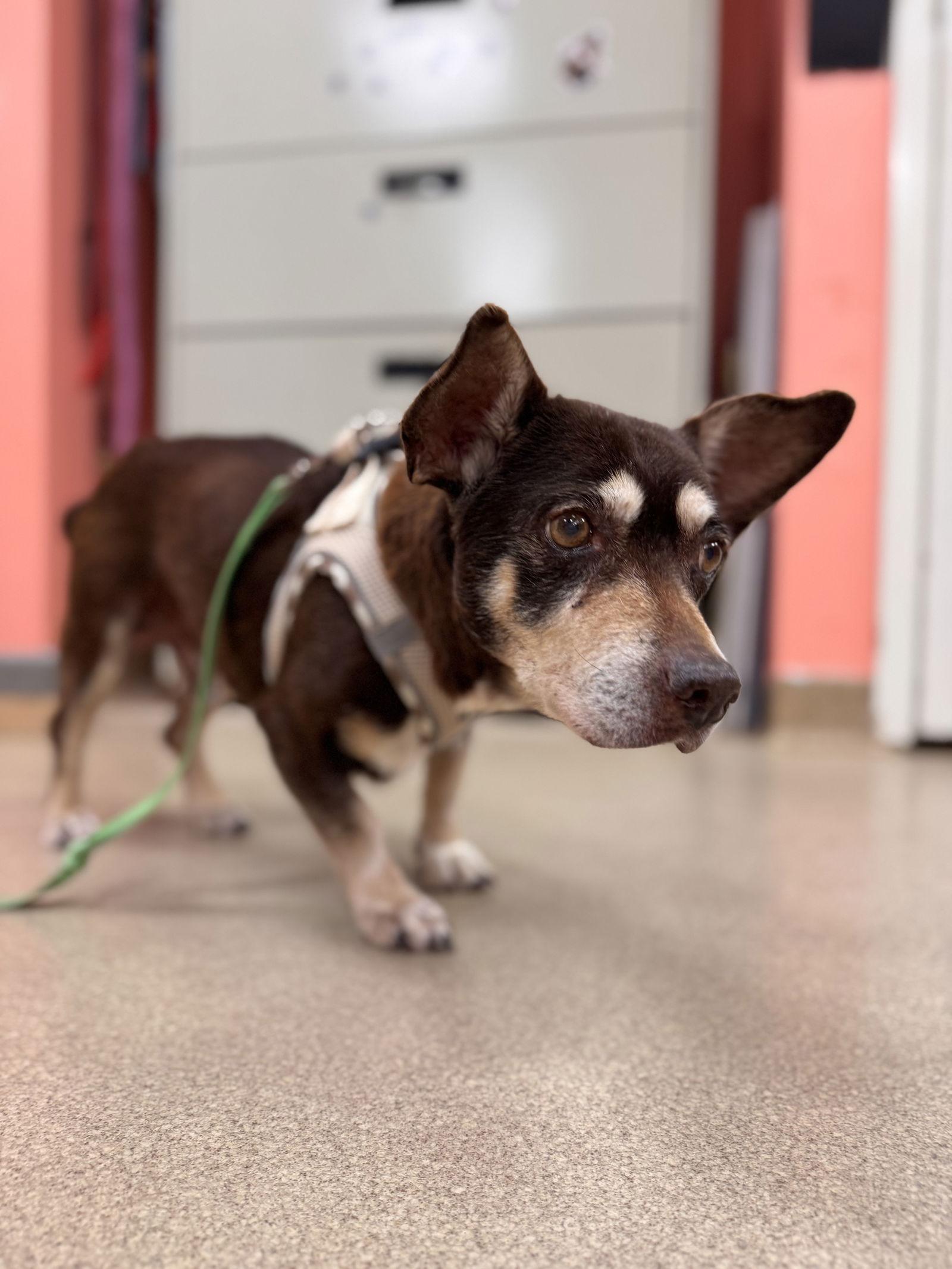 Smokeybonded Pair thumbnail 2