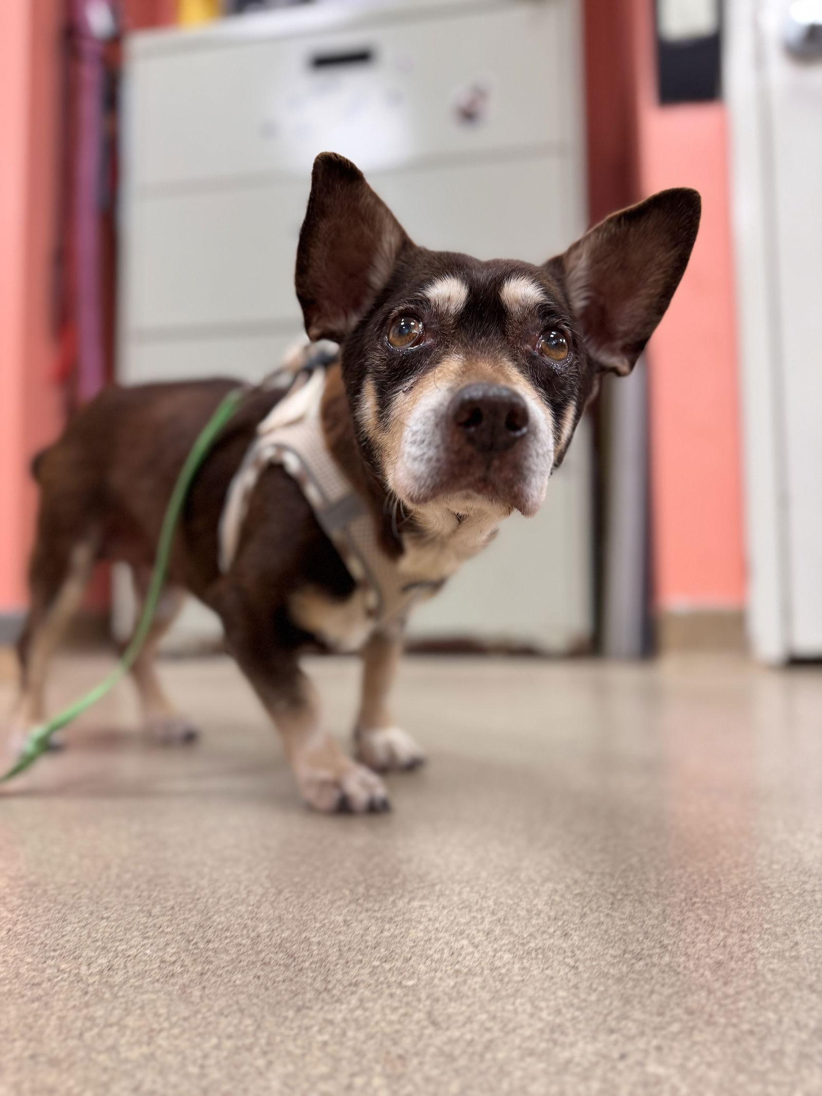 Enlarge Smokey*bonded pair*, a Adoptable mixed breed in Brick, NJ image 3/3