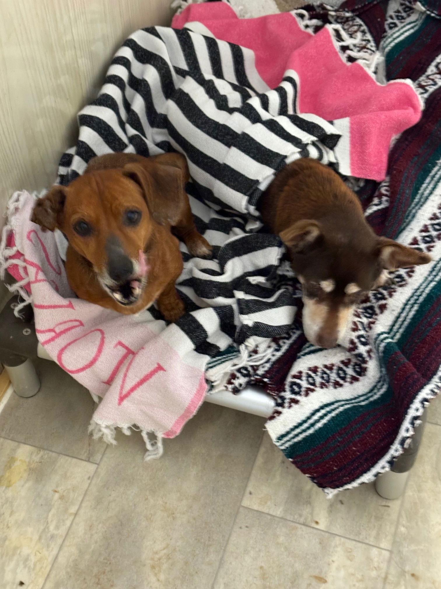 Enlarge Smokey*bonded pair*, a Adoptable mixed breed in Brick, NJ image 2/2