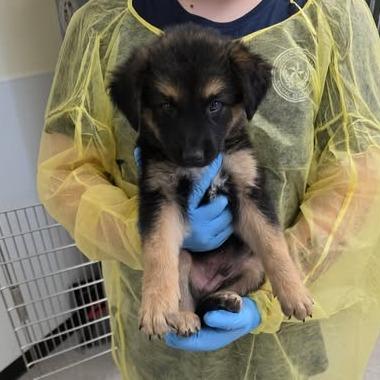 Nash 26-04-156, Adoptable, Puppy Male German Shepherd Dog & Mixed Breed.