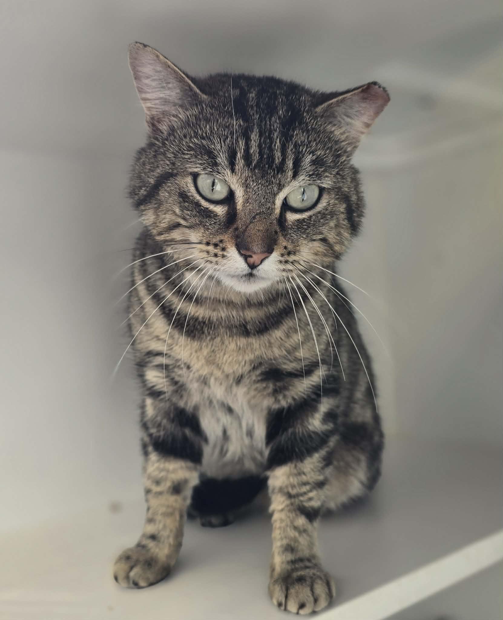 Enlarge Roy Orbison, an adopted Domestic Short Hair in Grants Pass, OR image 2/2