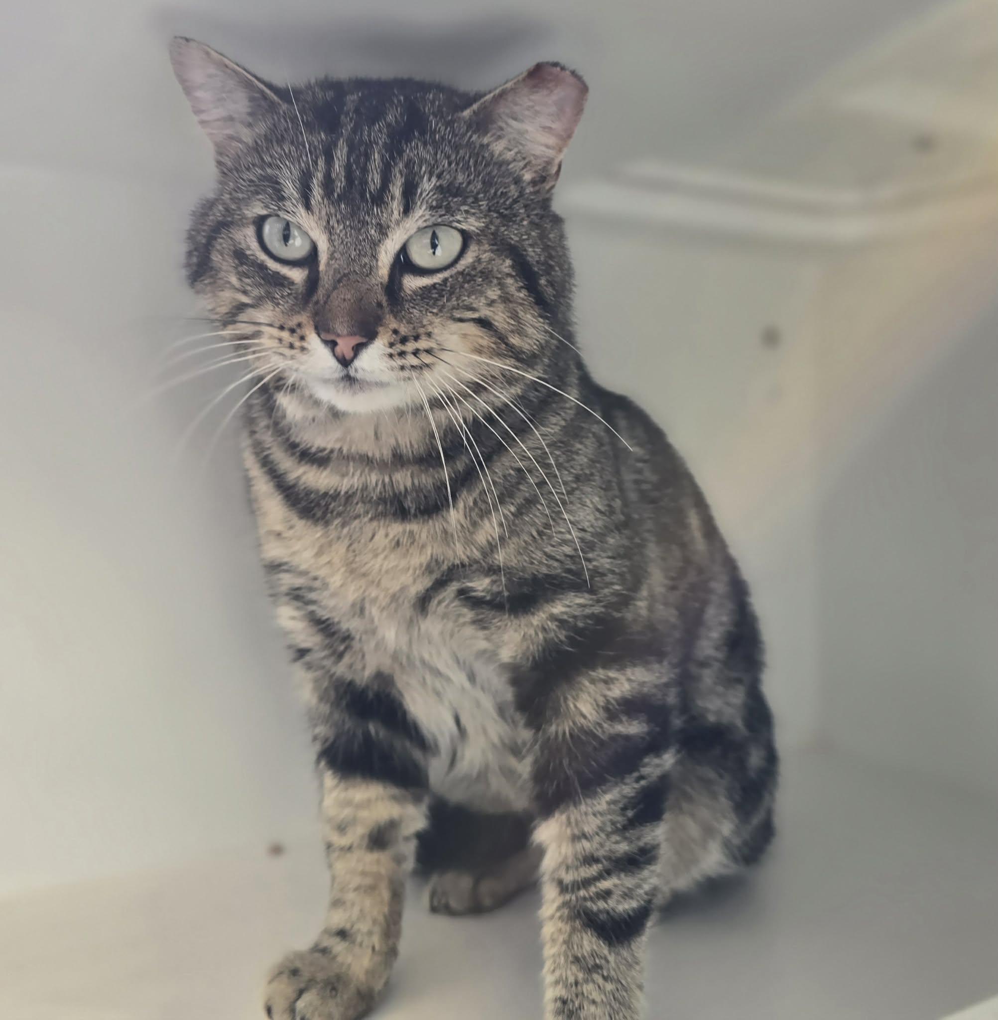 Roy Orbison, adopted, Adult Male Domestic Short Hair.