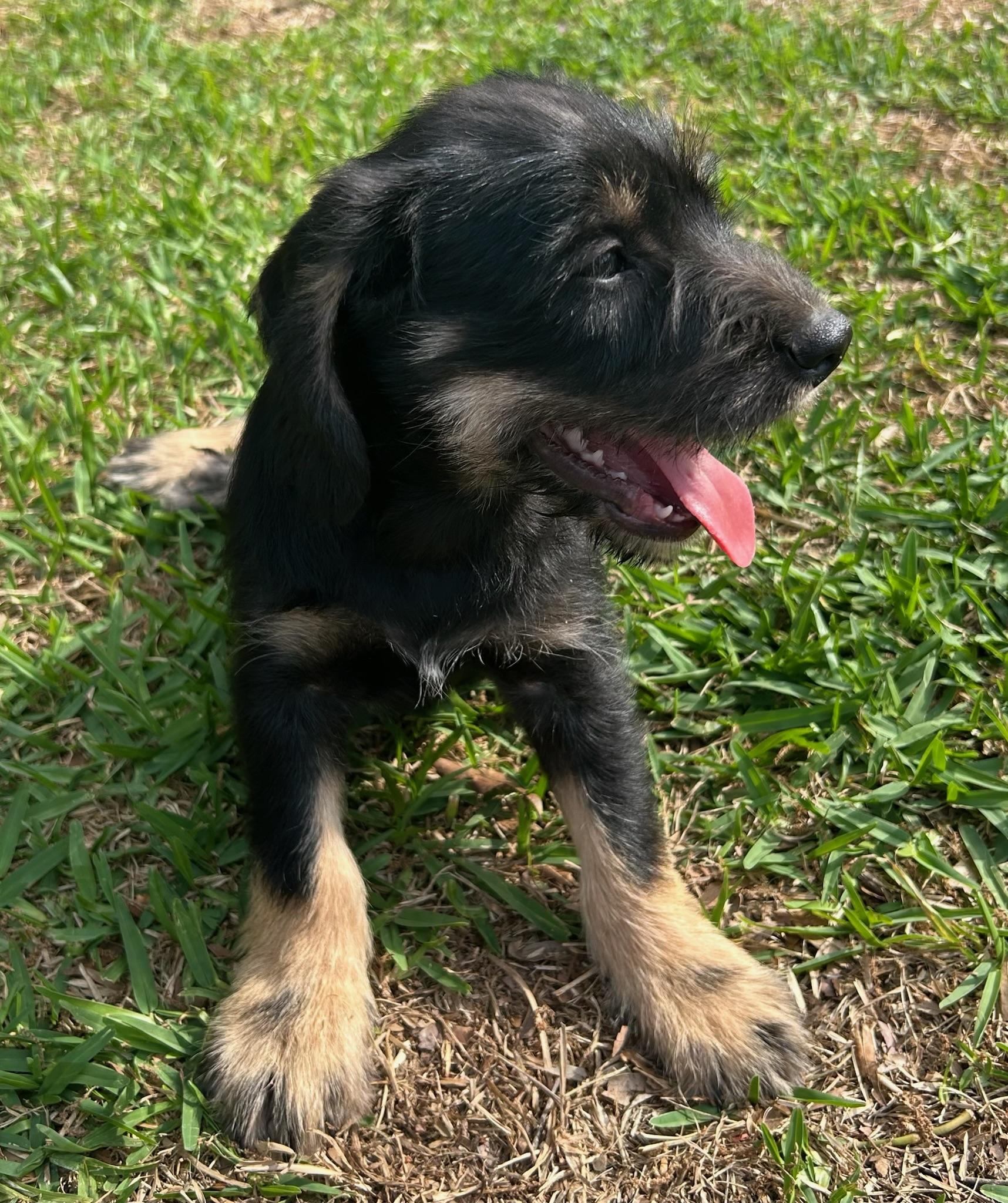 Enlarge Drake, an adopted Schnauzer in Calera, AL image 6/6