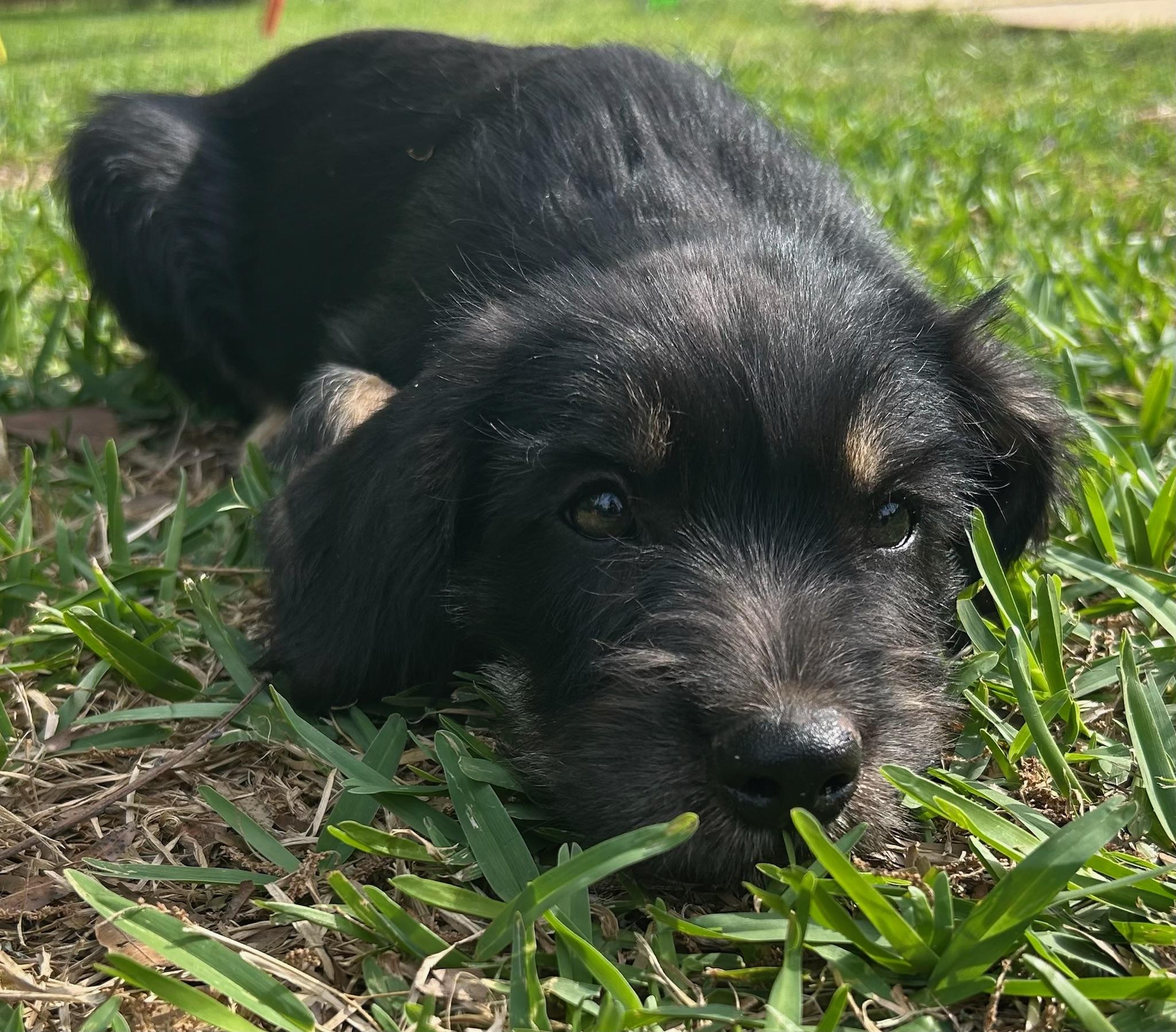 Enlarge Drake, an adopted Schnauzer in Calera, AL image 2/6