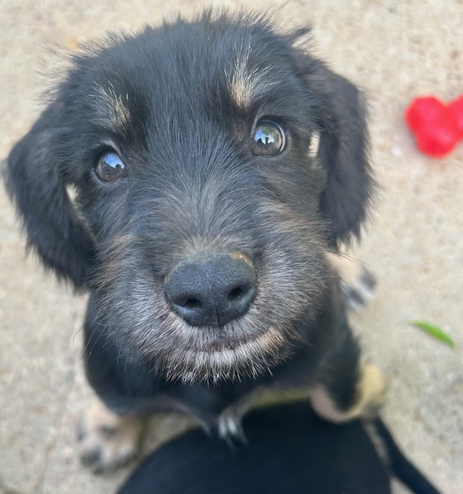 Enlarge Drake, an adopted Schnauzer in Calera, AL image 5/6