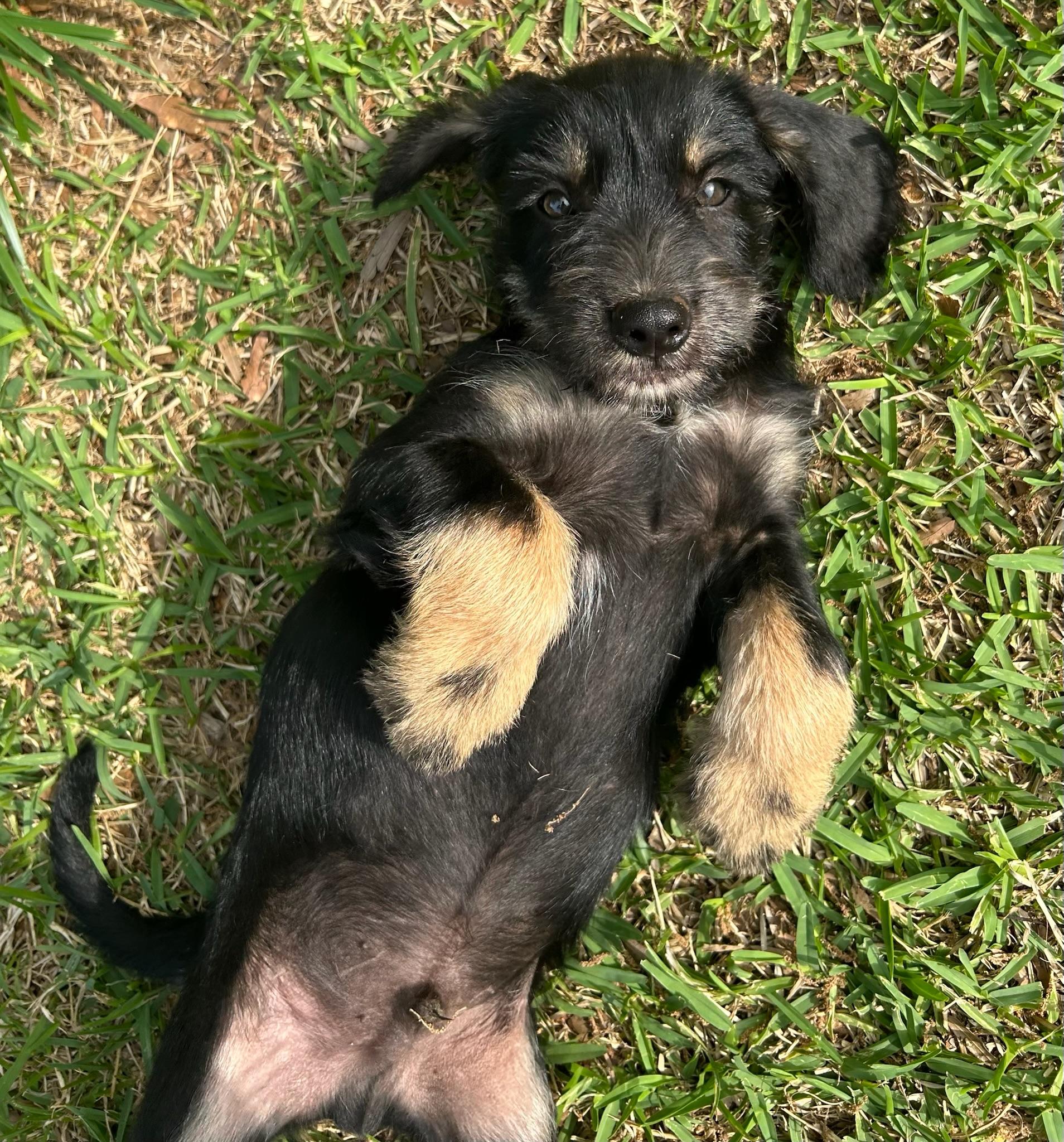 Enlarge Drake, an adopted Schnauzer in Calera, AL image 3/6