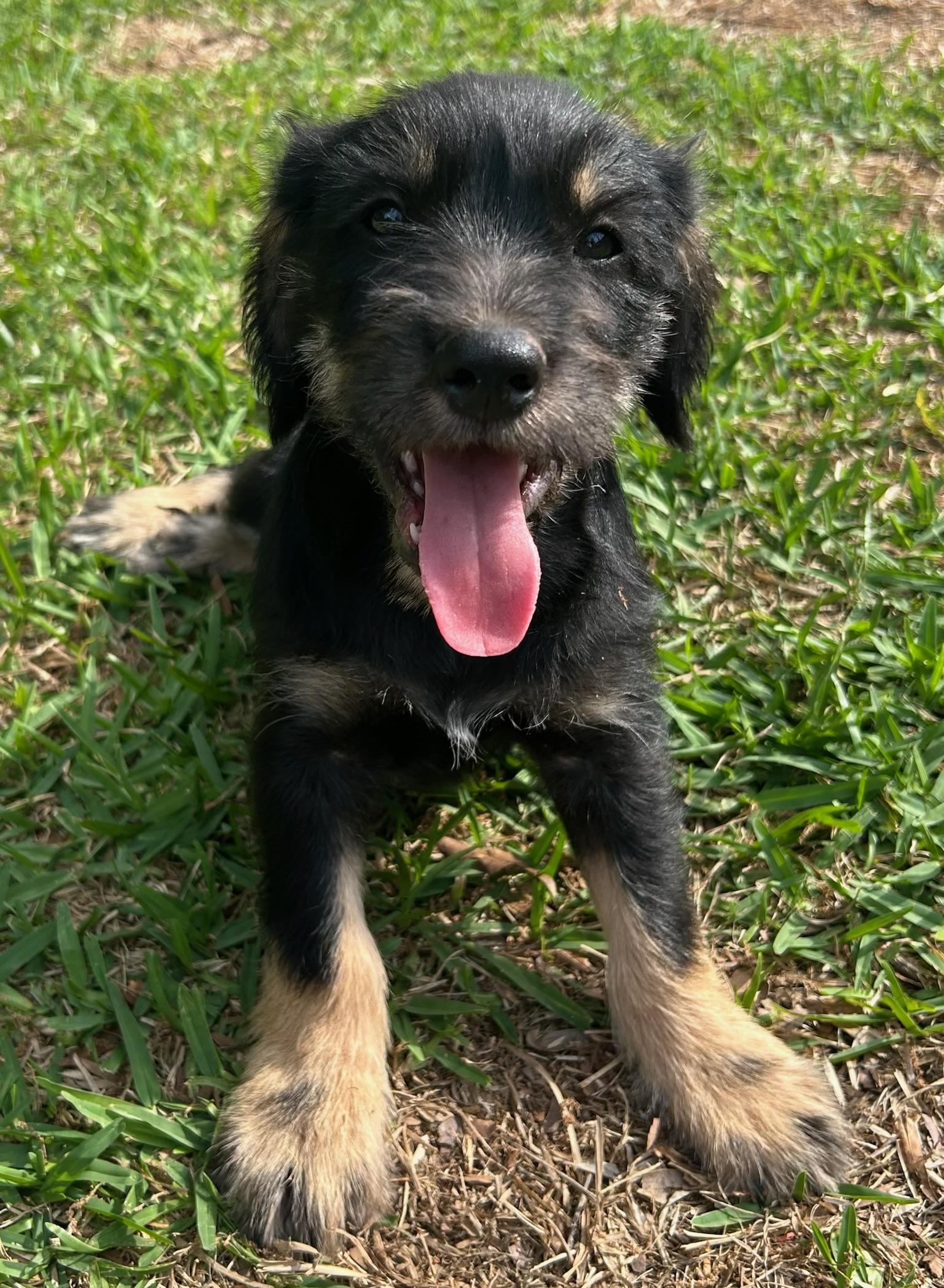 Drake, adopted, Puppy Male Schnauzer.