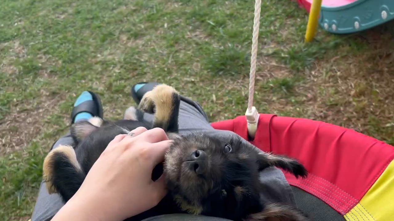 Enlarge Drake, an adopted Schnauzer in Calera, AL video 4/6