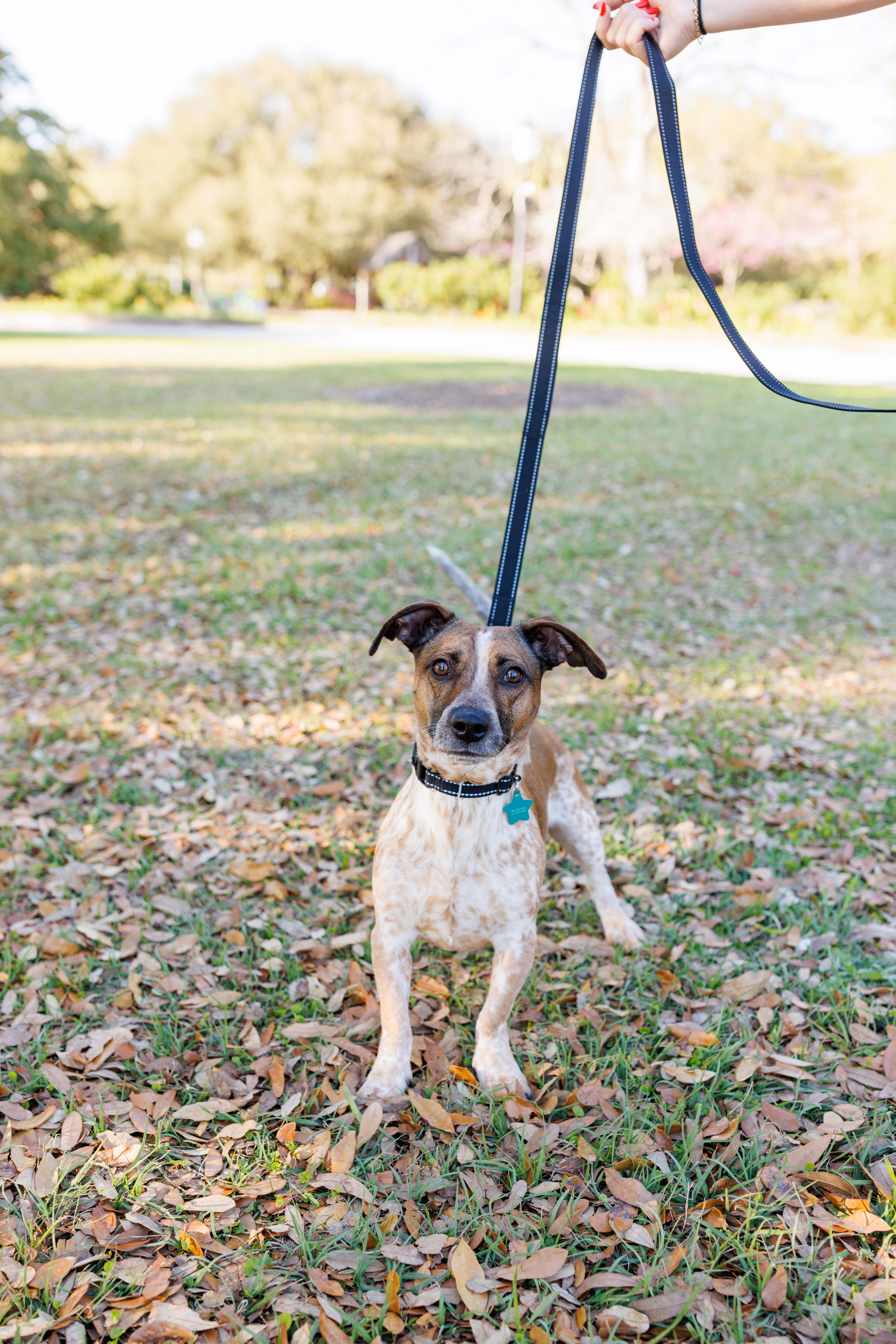 Opie, a Adoptable mixed breed in charleston, SC image 2/3
