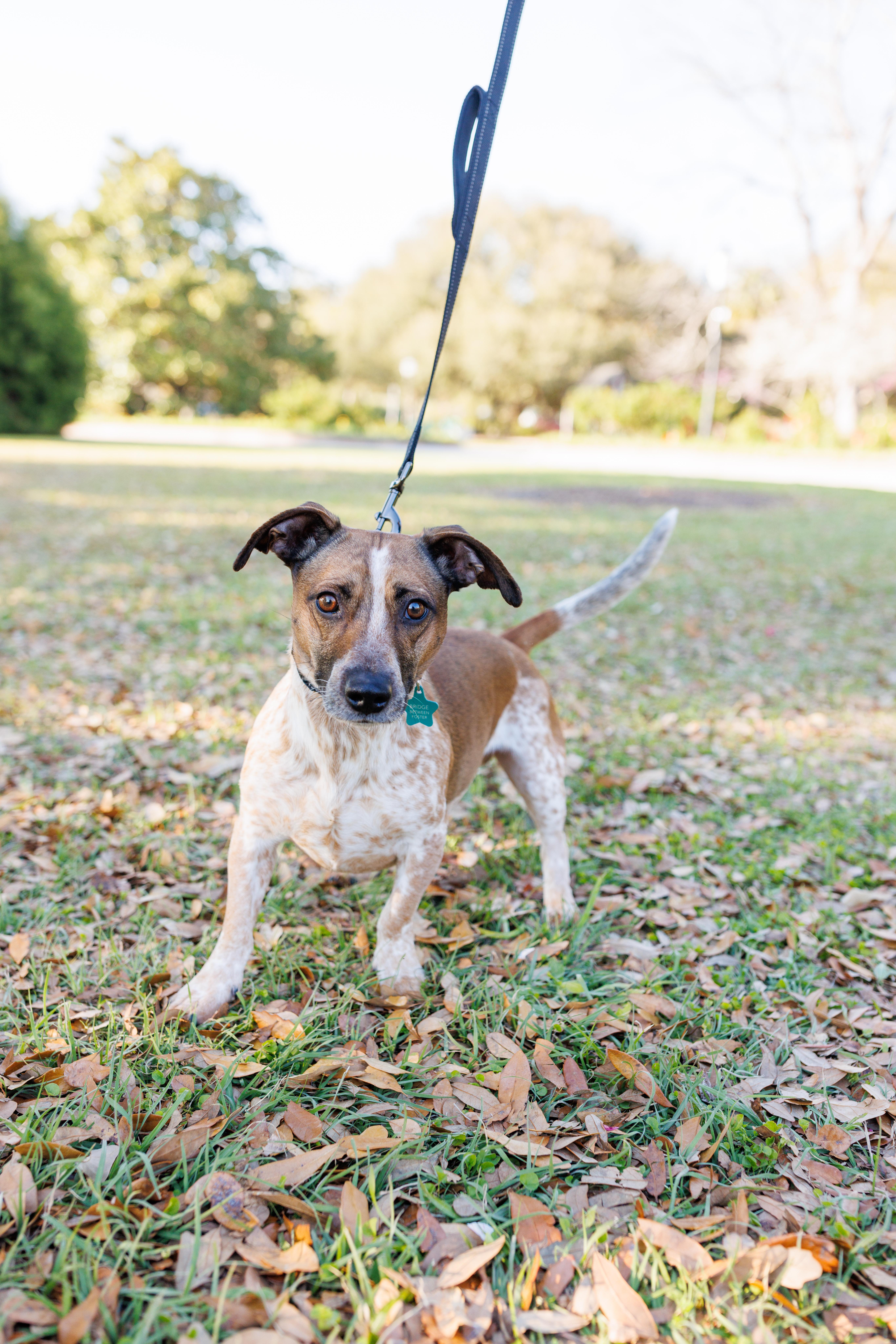 Opie, a Adoptable mixed breed in charleston, SC image 3/3