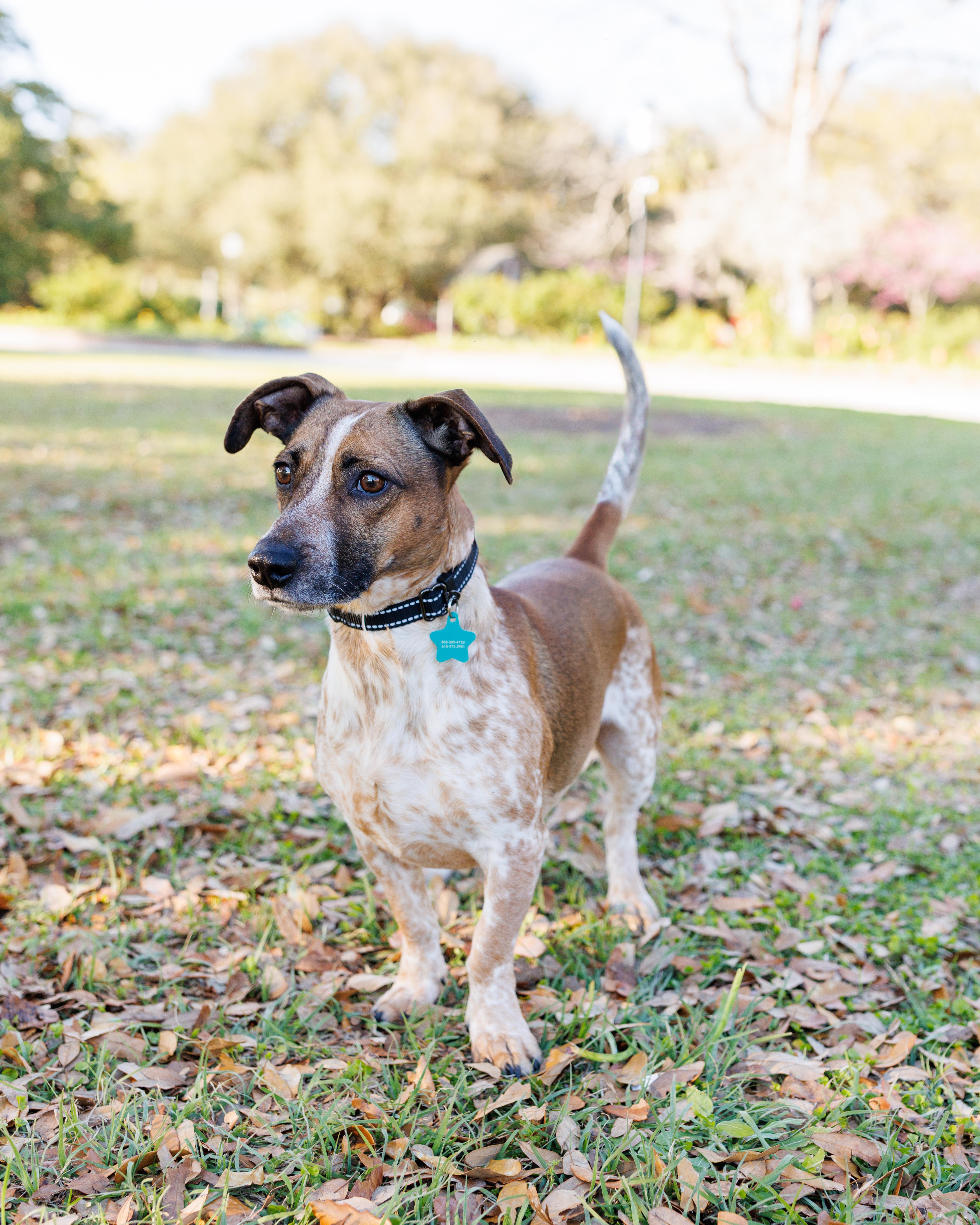Opie, Adoptable, Adult Male Dachshund & Cattle Dog.