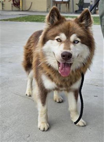Enlarge ASTRO, a Adoptable Siberian Husky in Downey, CA image 1/1