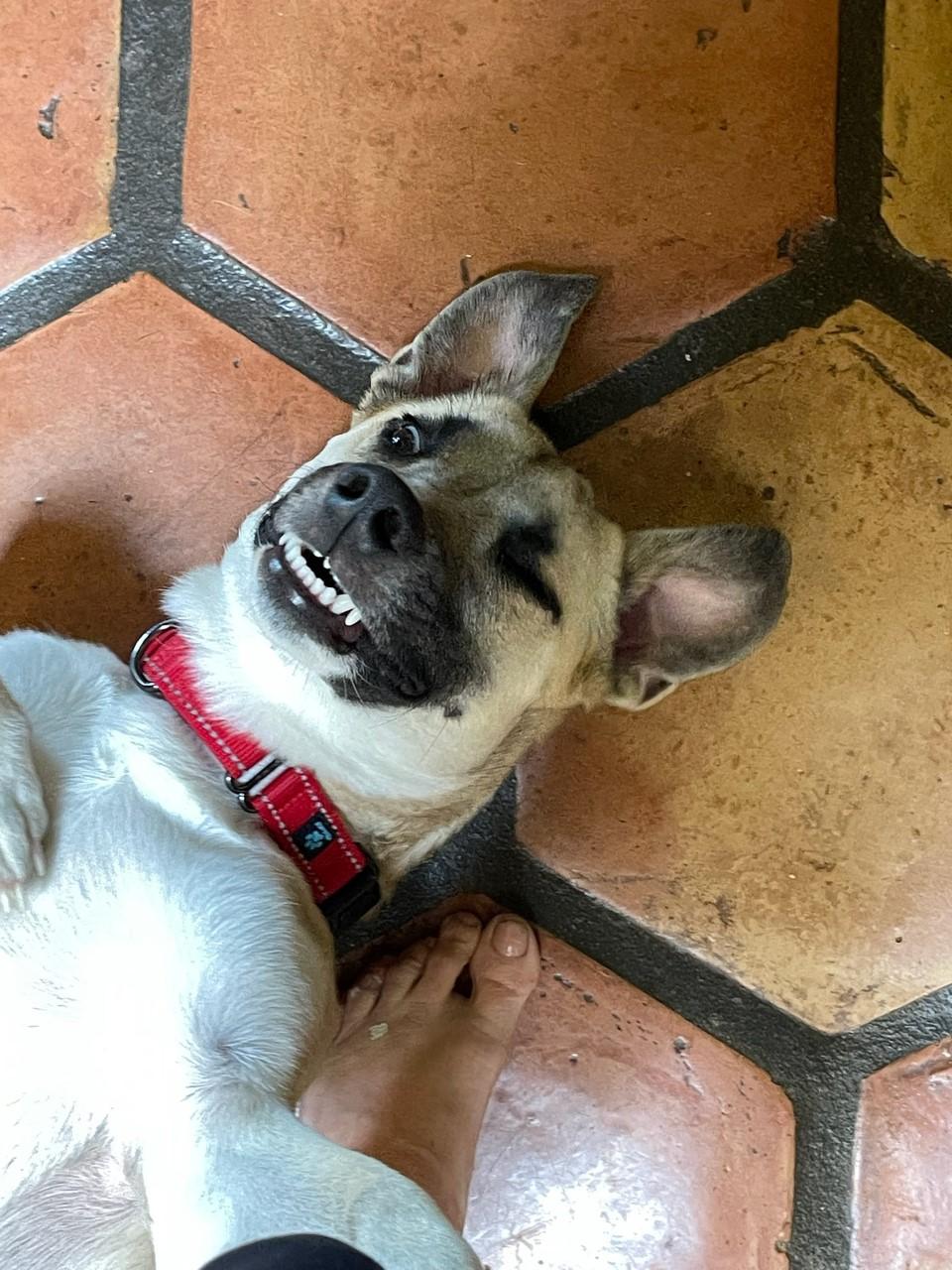 Riley, Adopted, Adult Male Anatolian Shepherd & Pembroke Welsh Corgi.