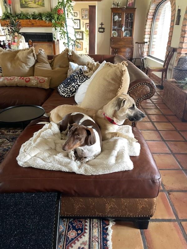 Enlarge Riley, a Adopted mixed breed in Mesa, AZ image 2/5