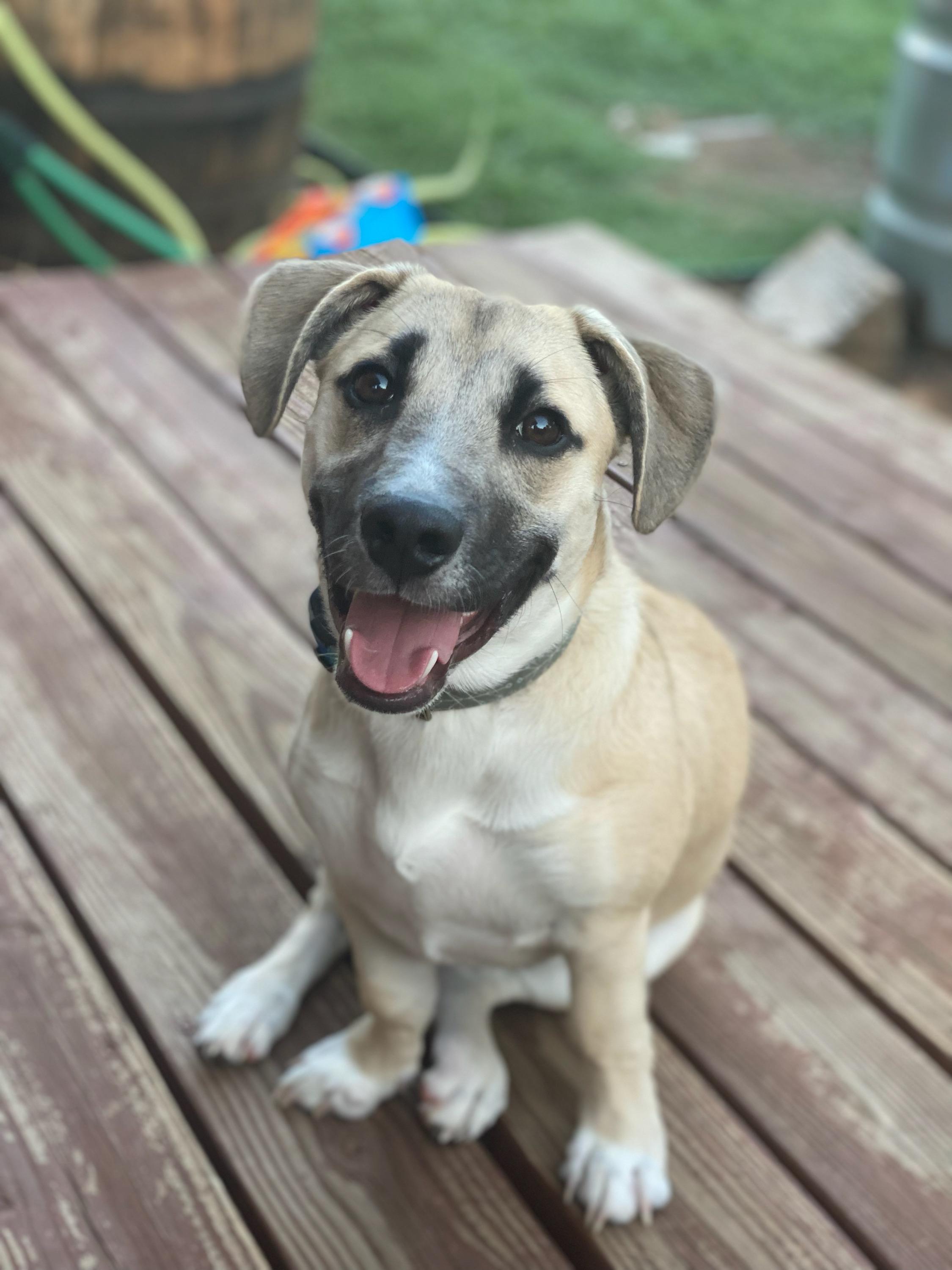 Enlarge Riley, a Adopted mixed breed in Mesa, AZ image 3/5