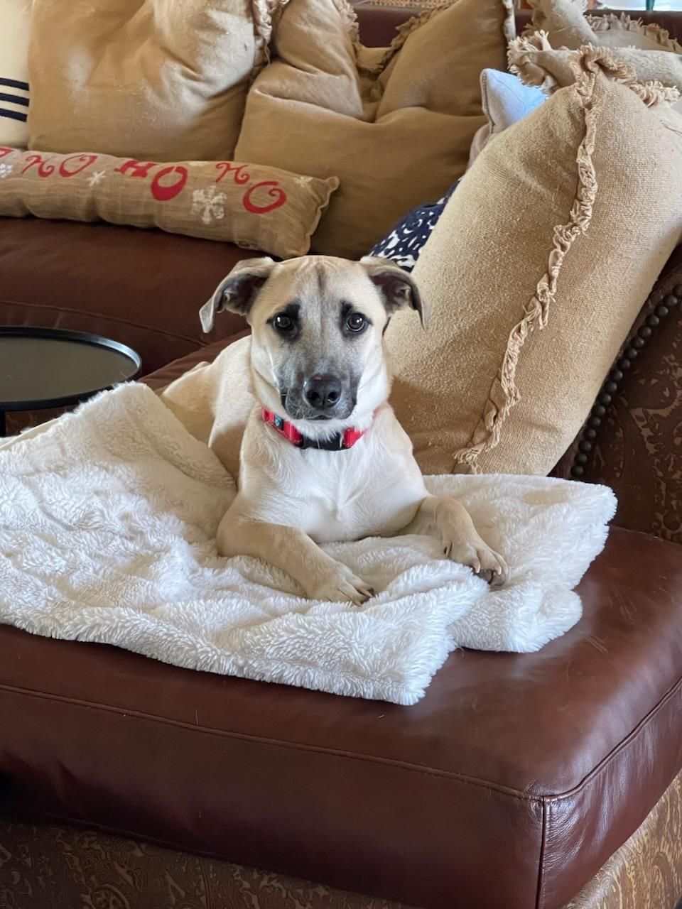 Enlarge Riley, a Adopted mixed breed in Mesa, AZ image 5/5