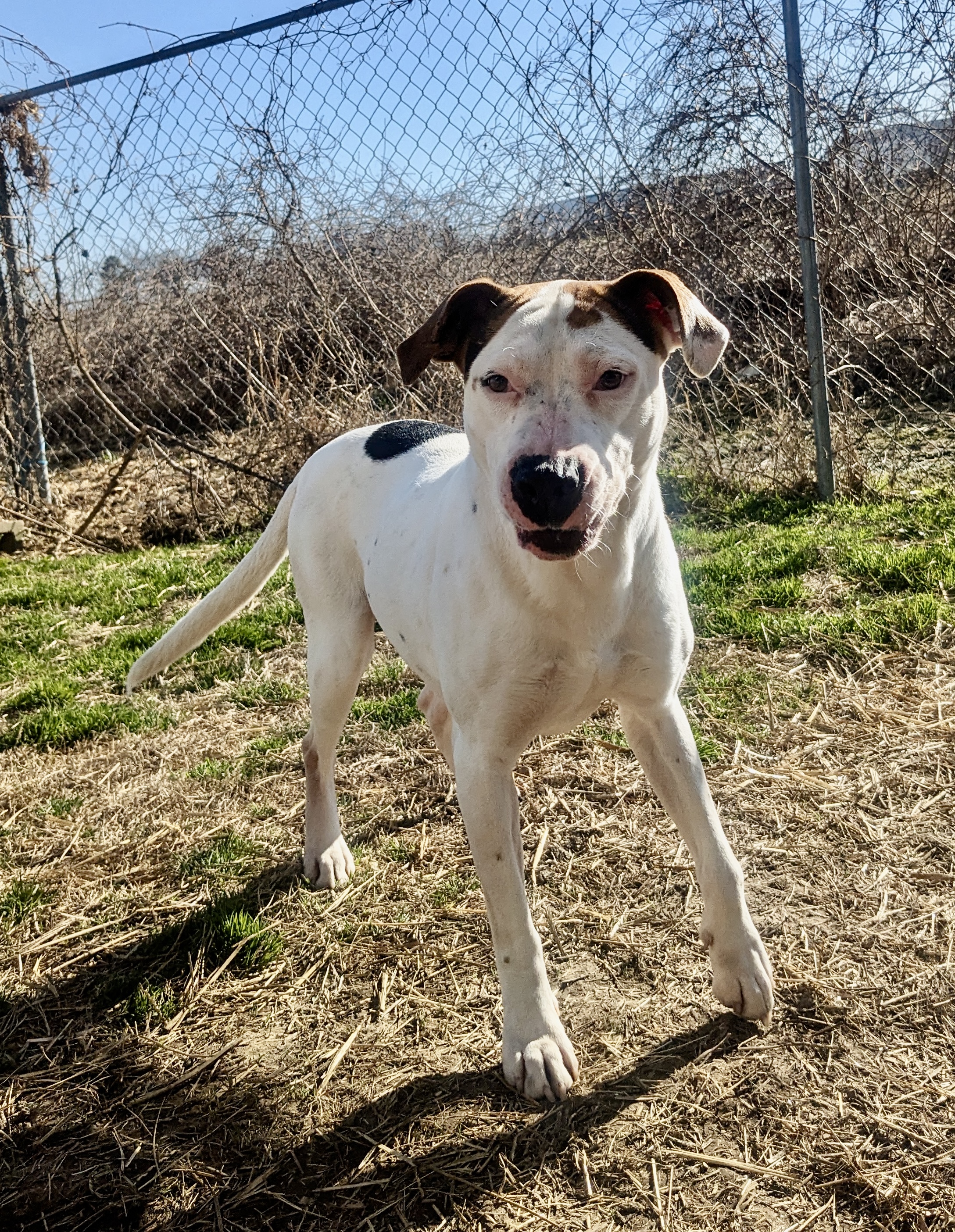 Mama Cloud, Adoptable, Adult Female Pit Bull Terrier.