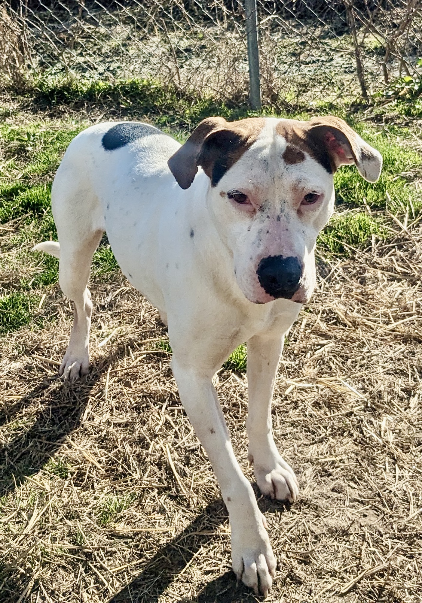 Enlarge Mama Cloud, a Adoptable mixed breed in Newport, AR image 2/6