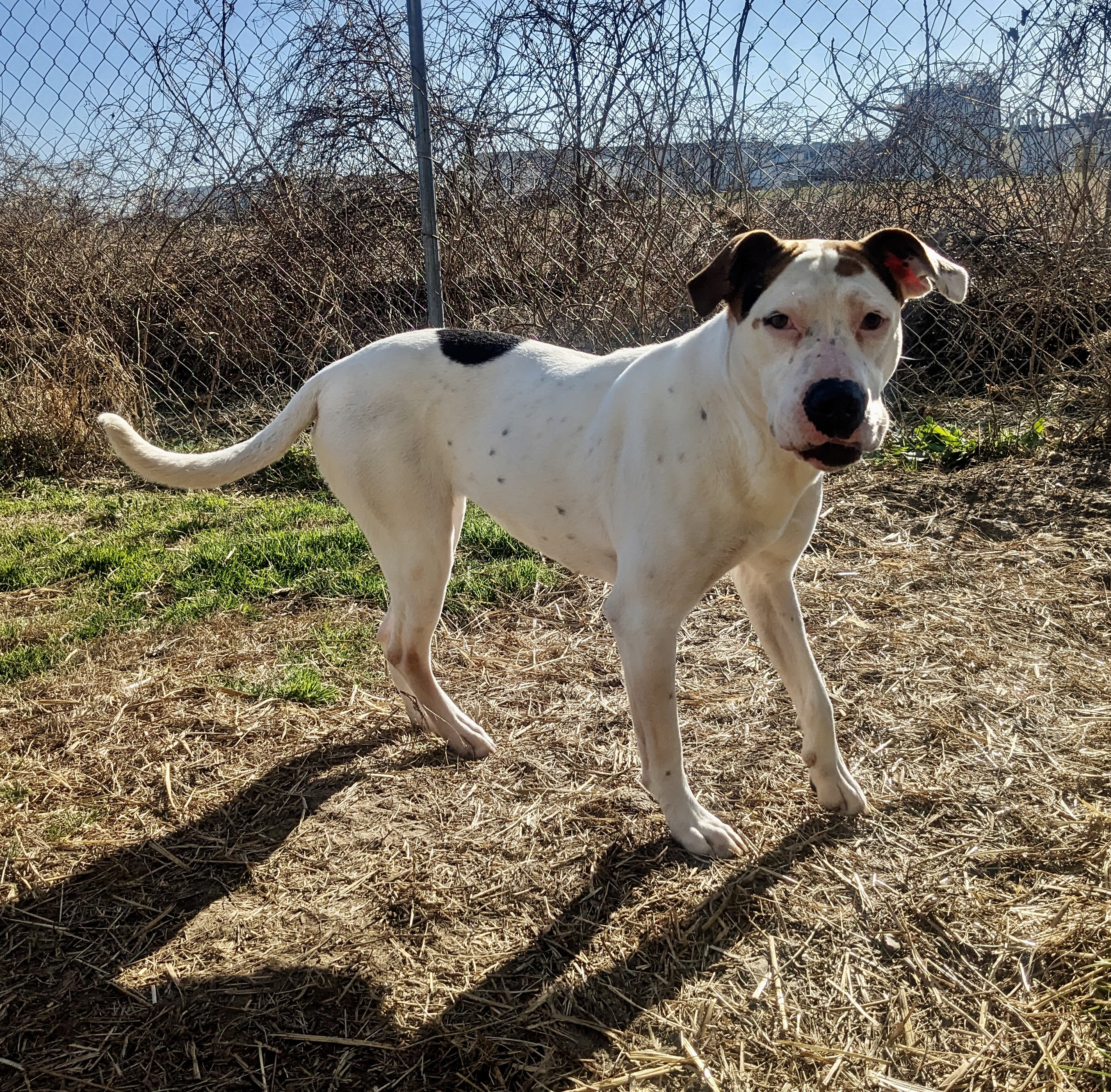Enlarge Mama Cloud, a Adoptable mixed breed in Newport, AR image 3/6