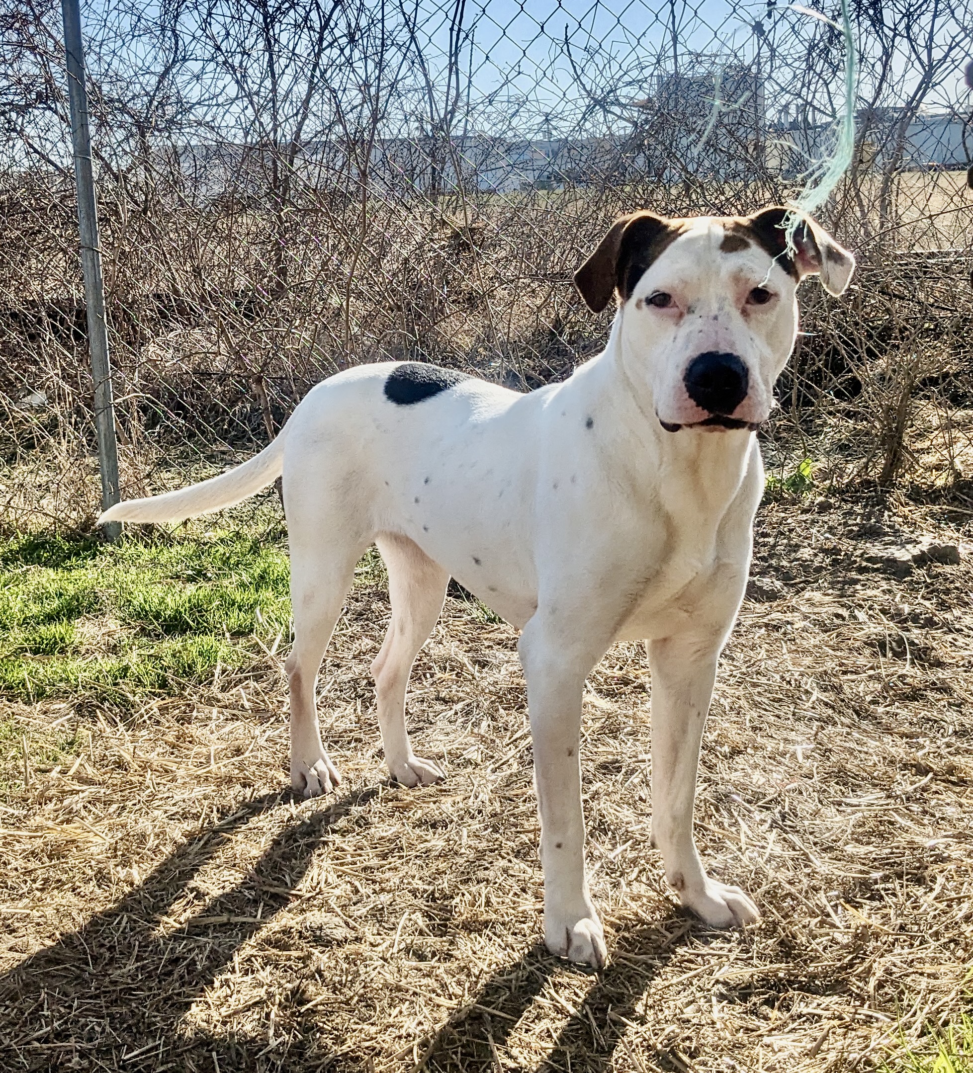 Enlarge Mama Cloud, a Adoptable mixed breed in Newport, AR image 4/6
