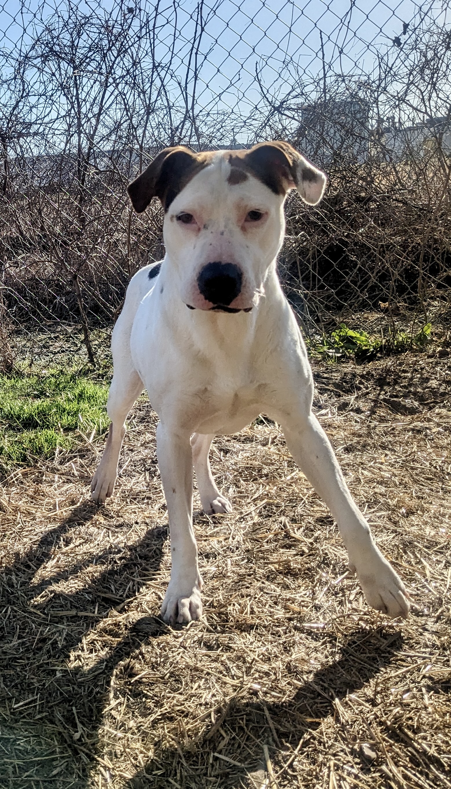 Enlarge Mama Cloud, a Adoptable mixed breed in Newport, AR image 5/6