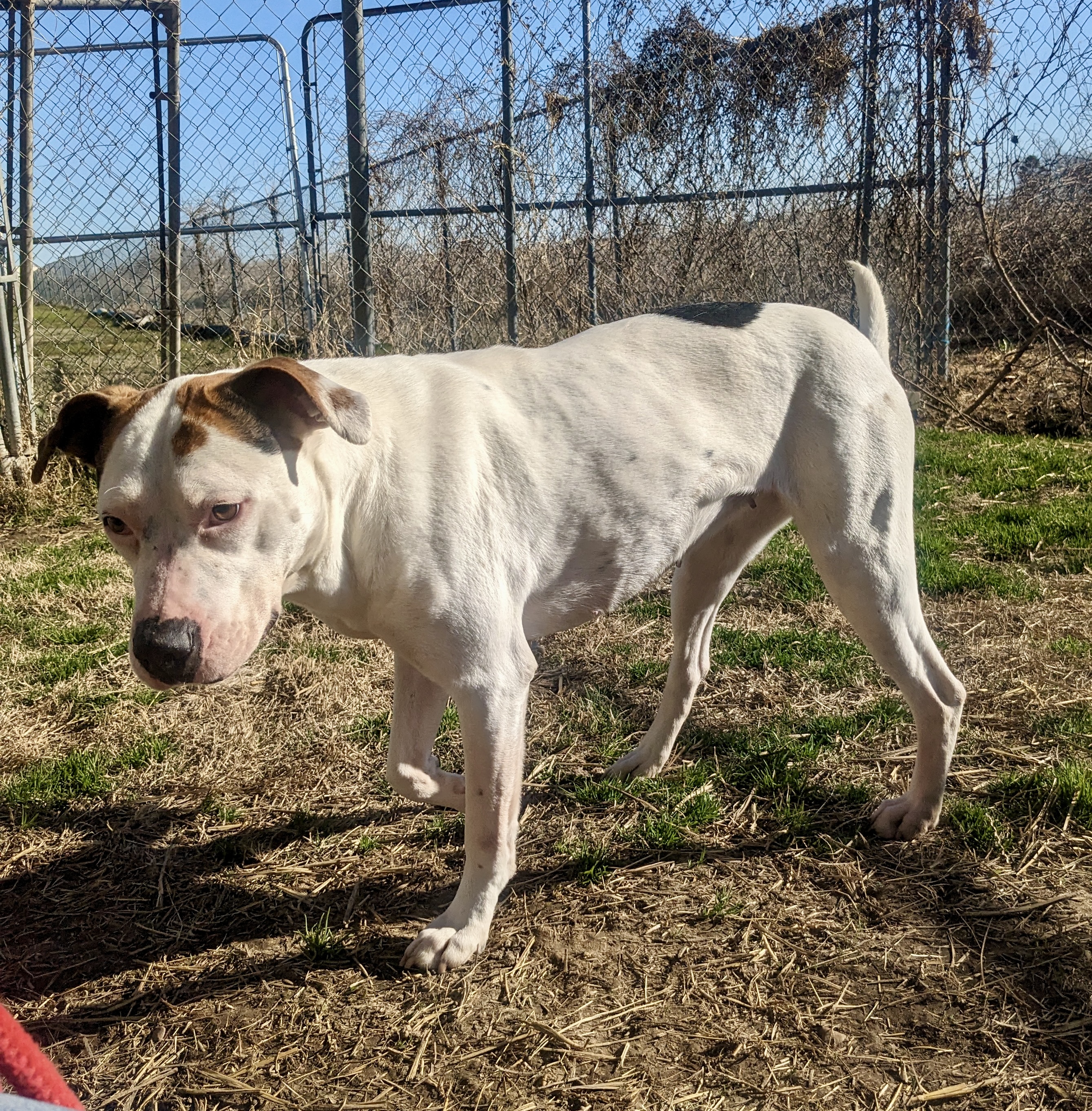 Enlarge Mama Cloud, a Adoptable mixed breed in Newport, AR image 6/6
