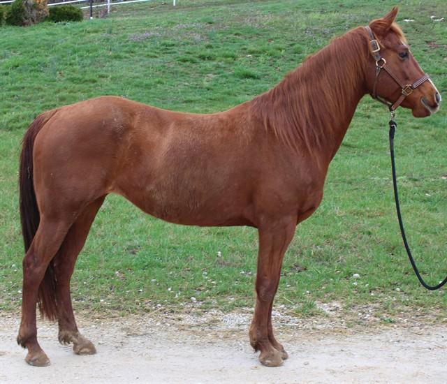 HAZEL, Adoptable, Adult Female Grade.