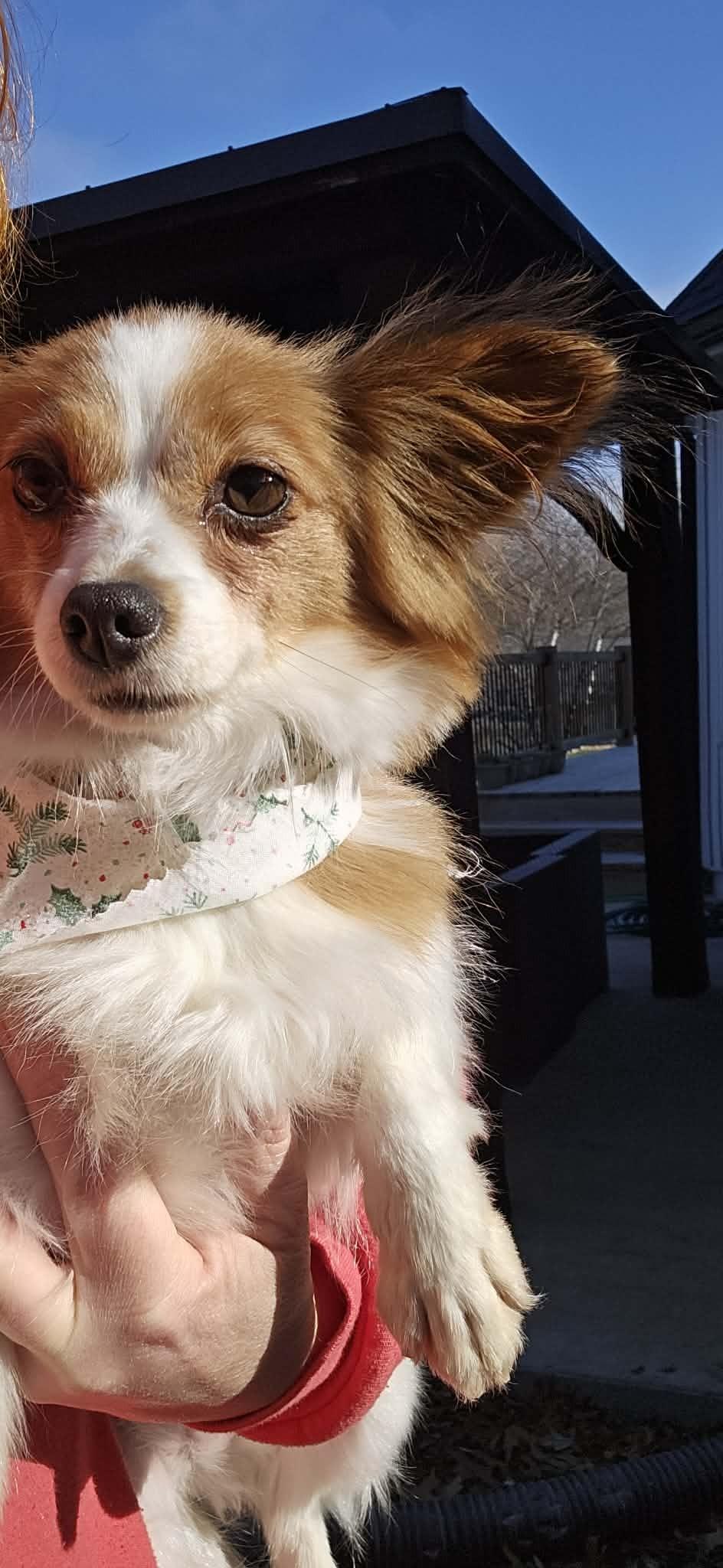 Kelsey, a ADOPTABLE Papillon in Kansas City, MO image 1/3