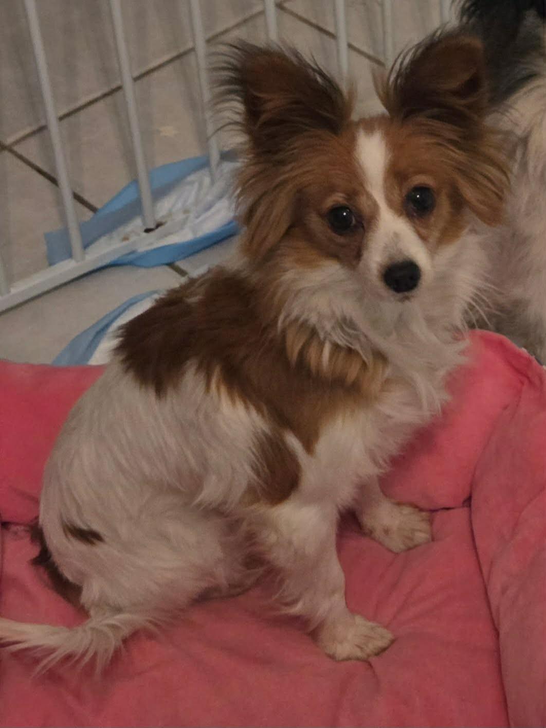 Kelsey, a ADOPTABLE Papillon in Kansas City, MO image 2/3