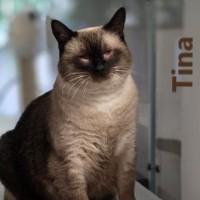 Enlarge Tina, an adopted Siamese in Olympia, WA image 1/1