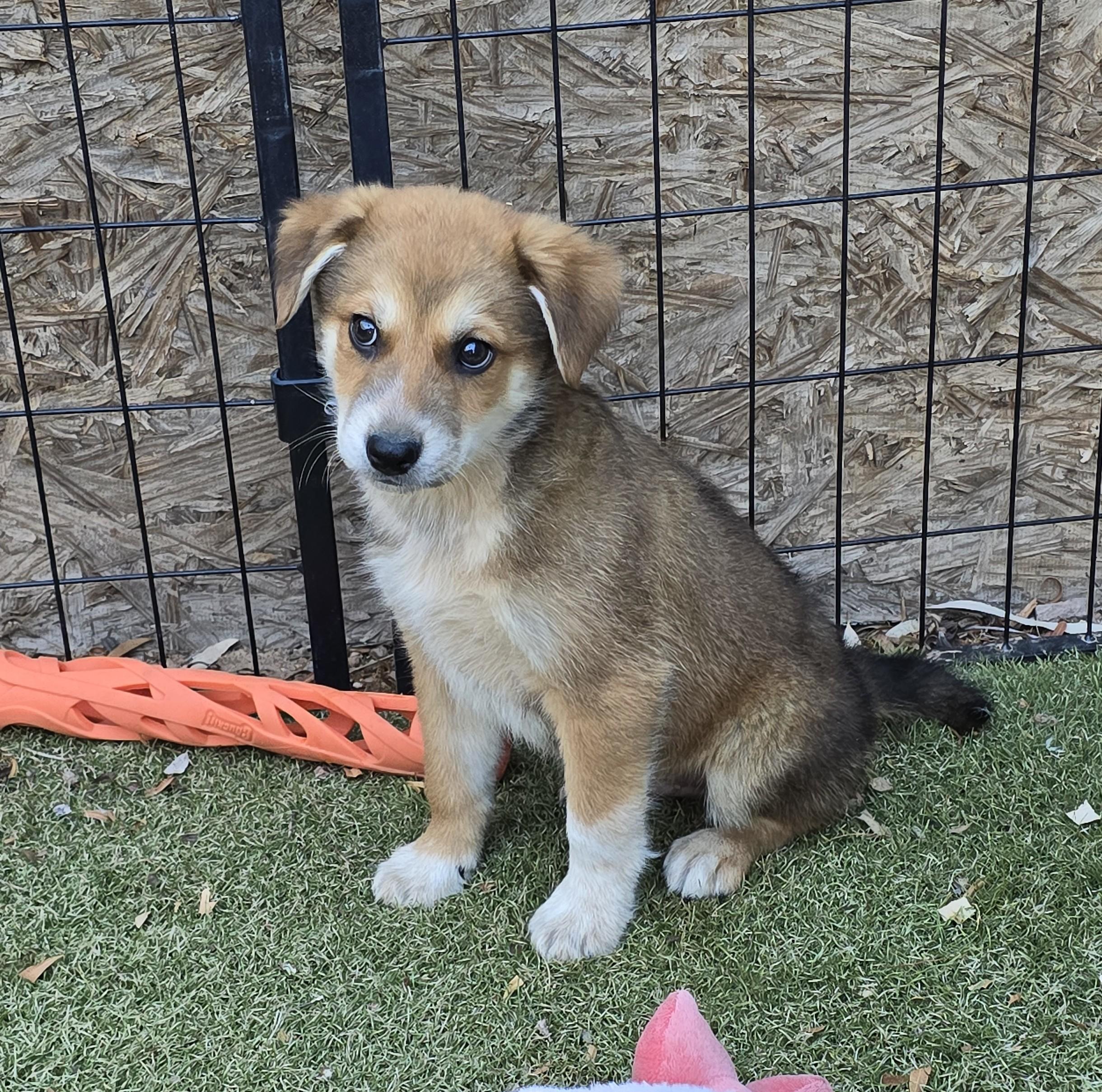 Enlarge Baloo, an adopted mixed breed in Apache Junction, AZ image 4/5