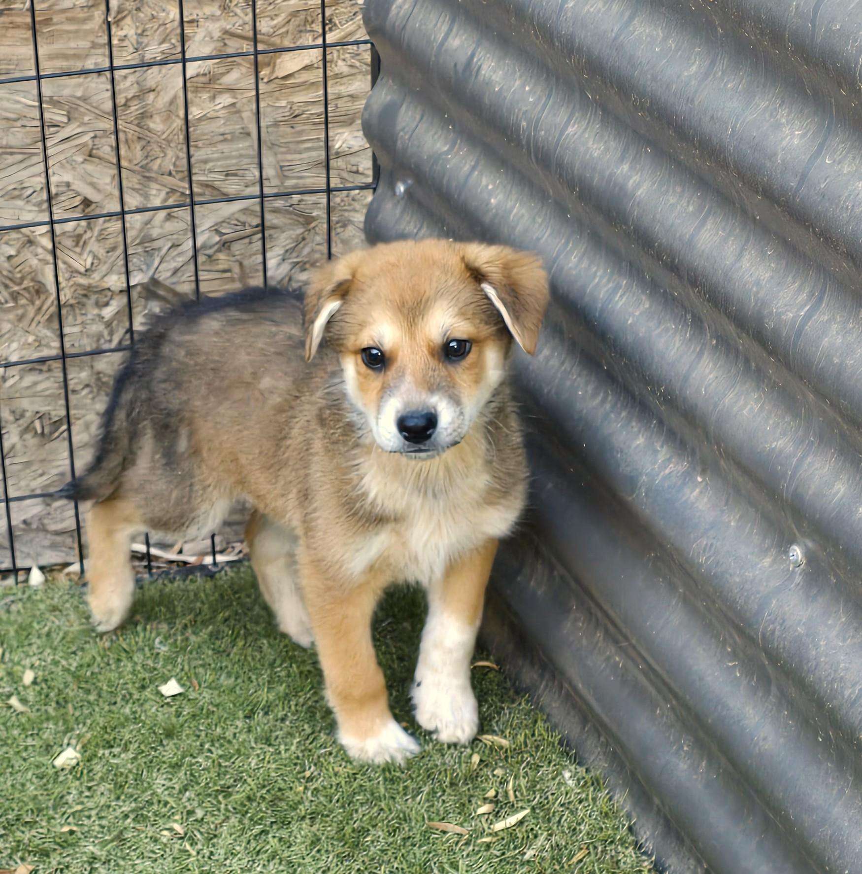 Enlarge Baloo, an adopted mixed breed in Apache Junction, AZ image 2/5
