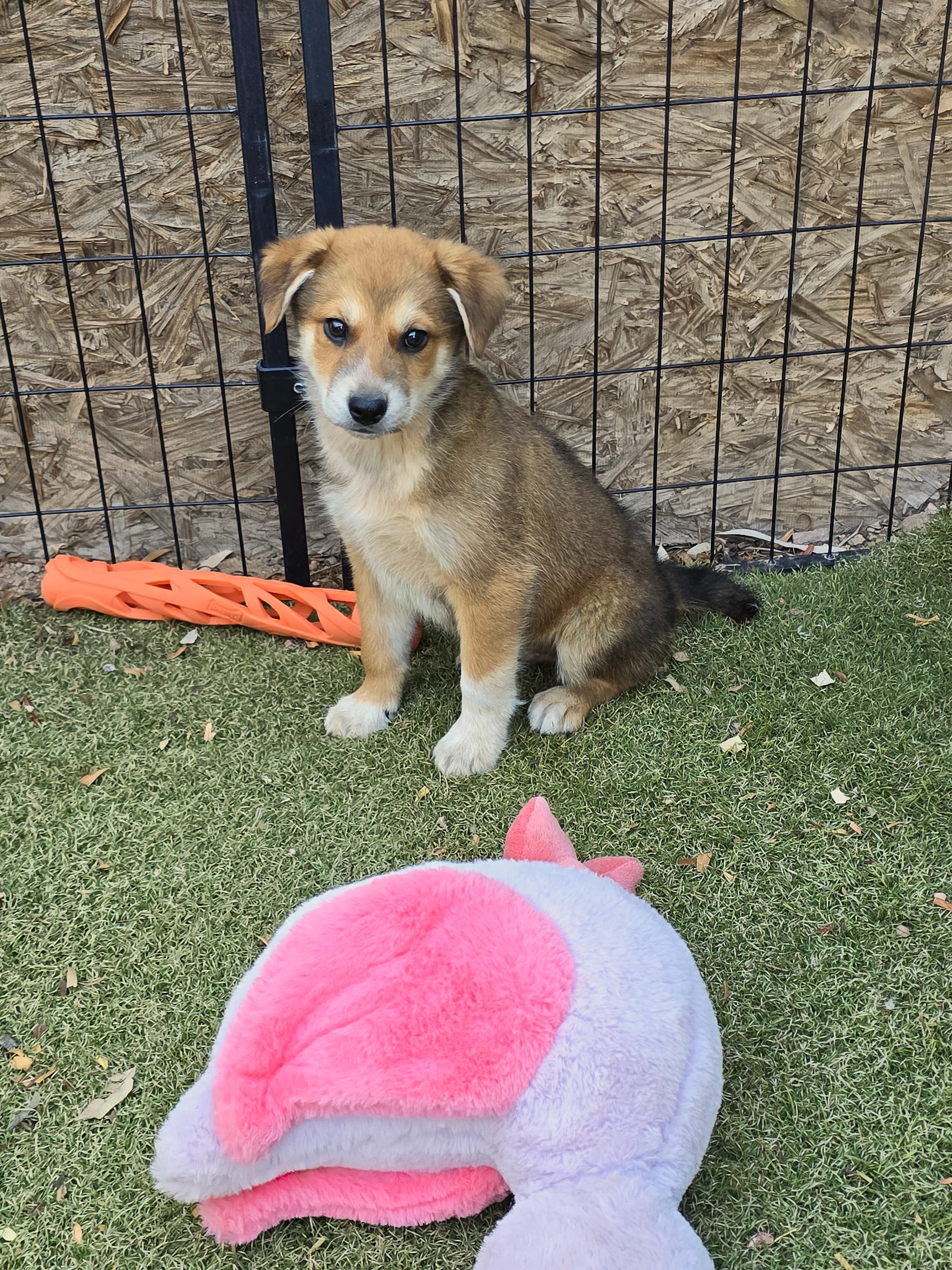 Enlarge Baloo, an adopted mixed breed in Apache Junction, AZ image 1/5