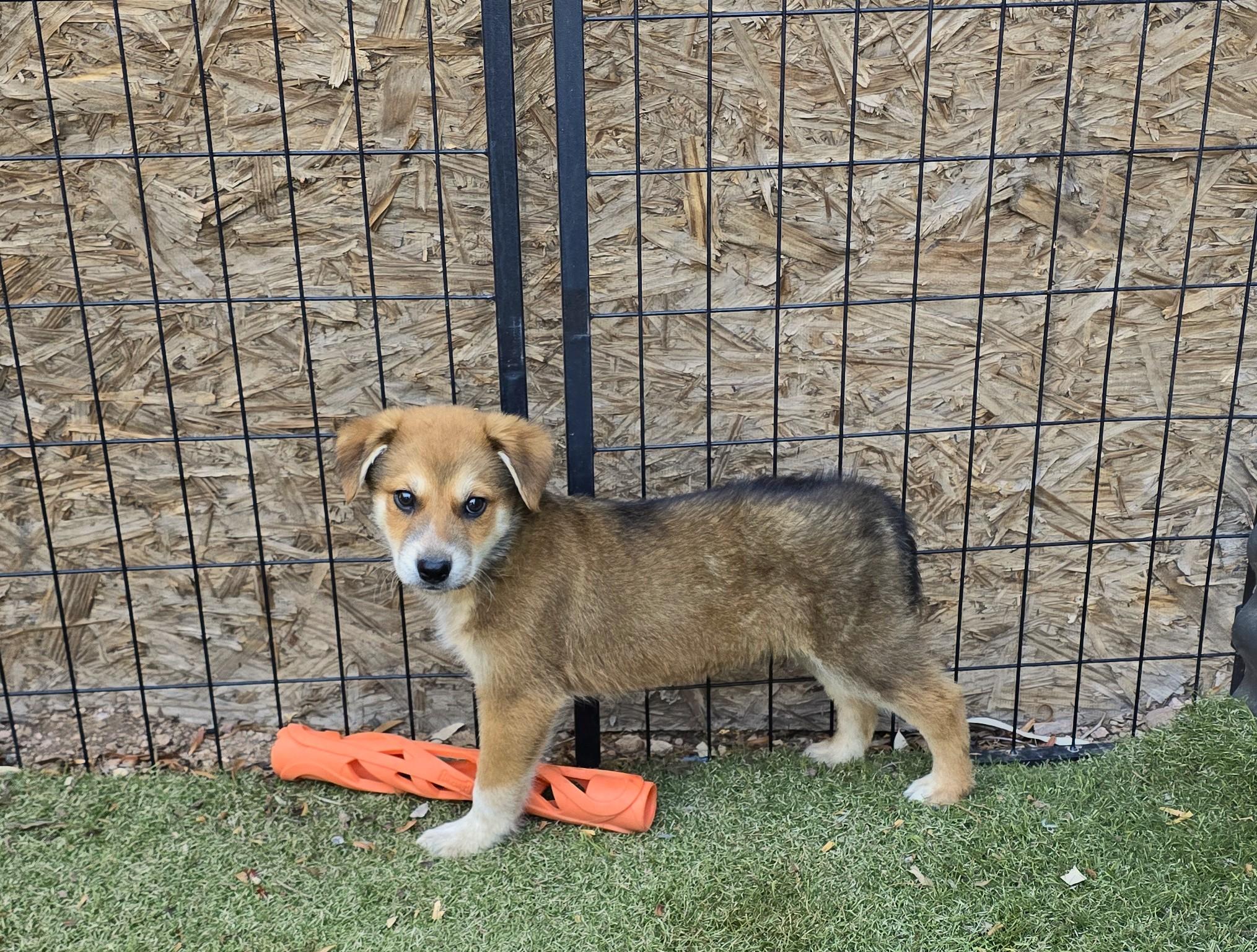 Enlarge Baloo, an adopted mixed breed in Apache Junction, AZ image 5/5