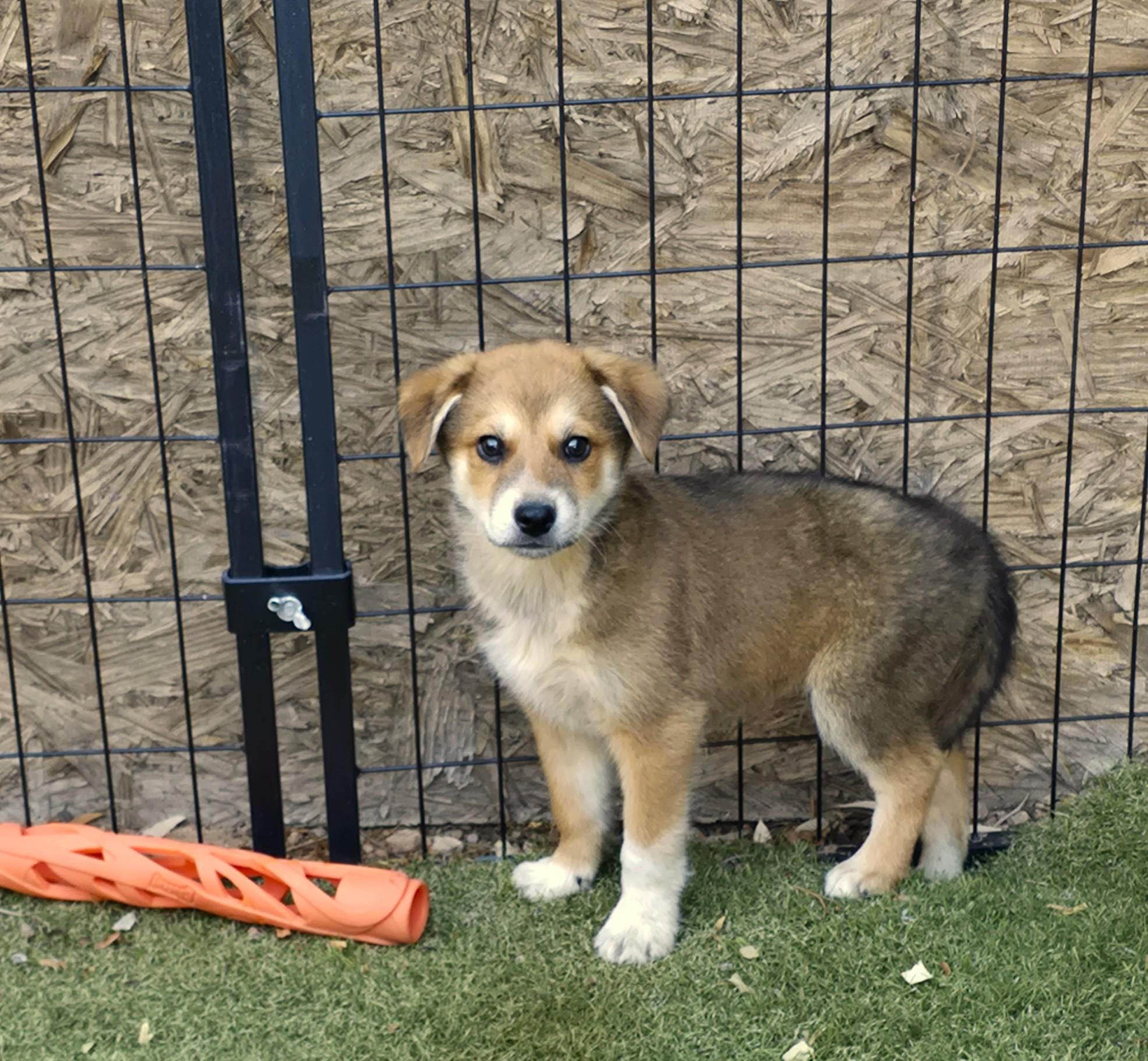 Enlarge Baloo, an adopted mixed breed in Apache Junction, AZ image 3/5