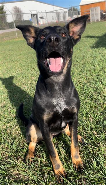 SAFFRON, Adoptable, Young Female German Shepherd Dog & Mixed Breed.