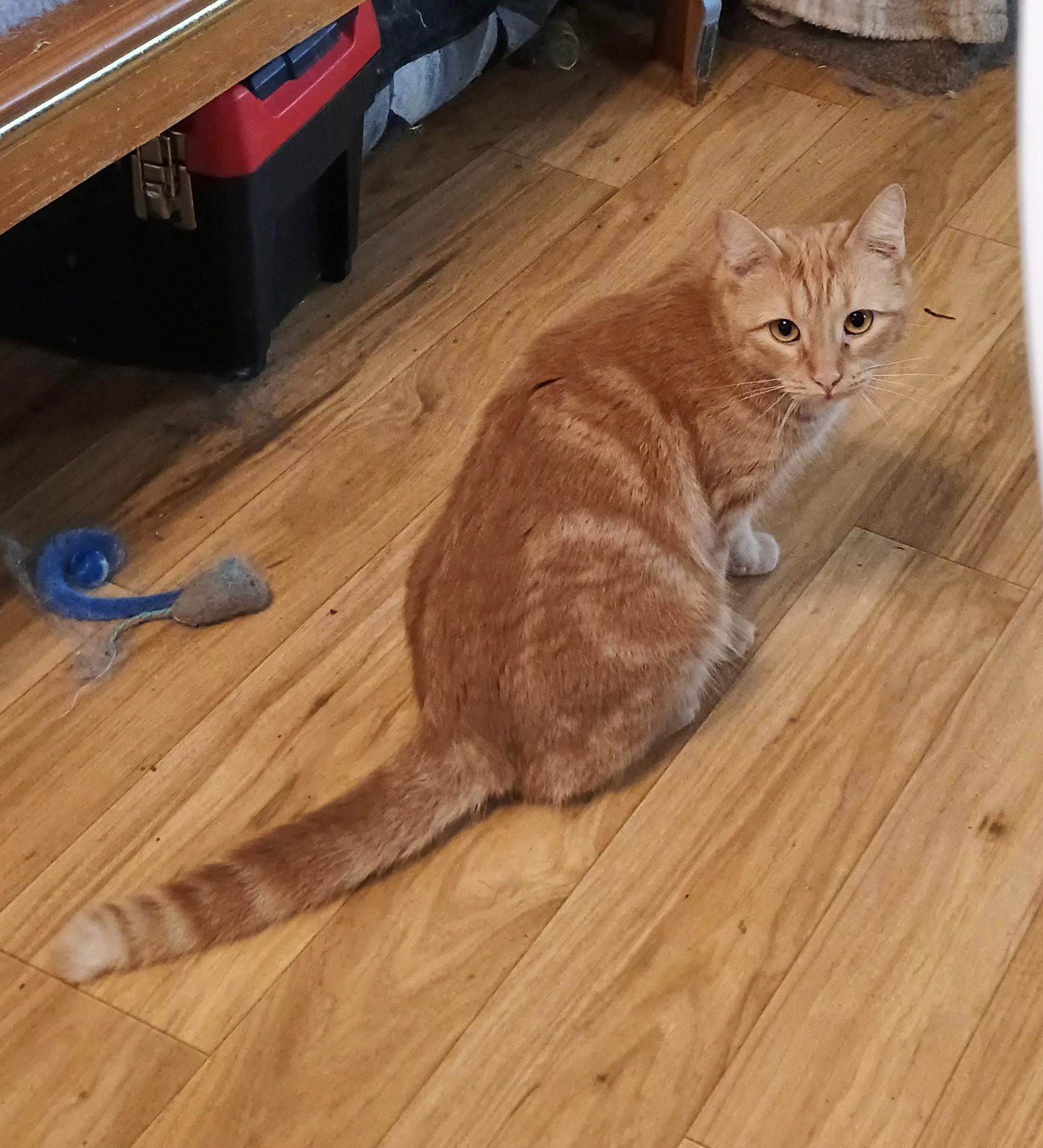 Wobbles - shy & loving