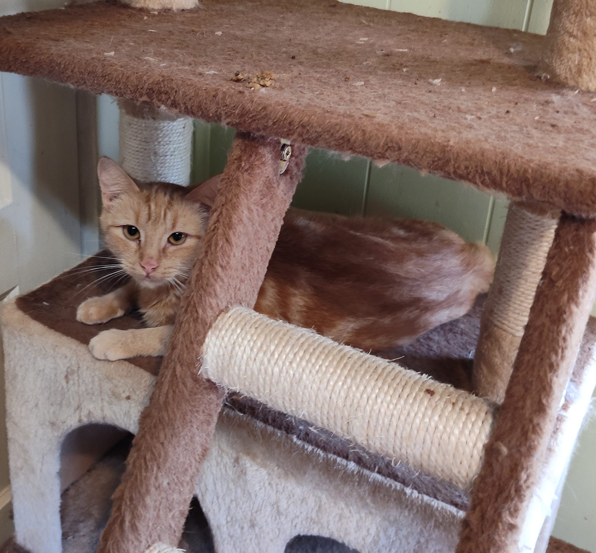 Wobbles - shy & loving