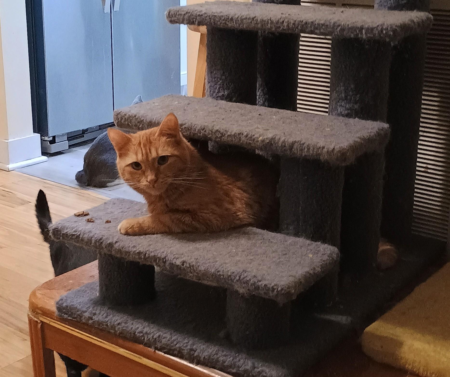 Wobbles - shy & loving