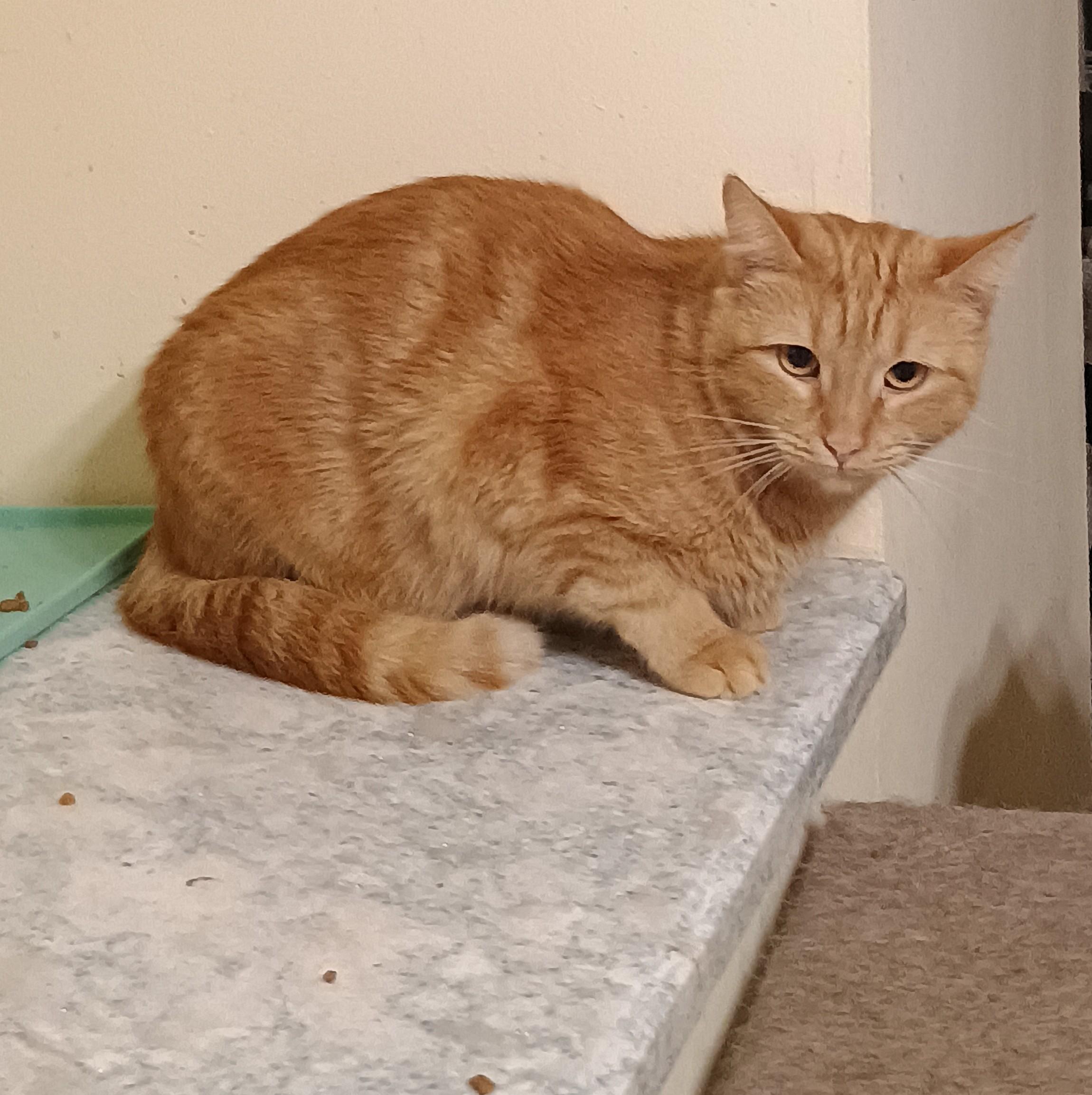 Wobbles - shy & loving