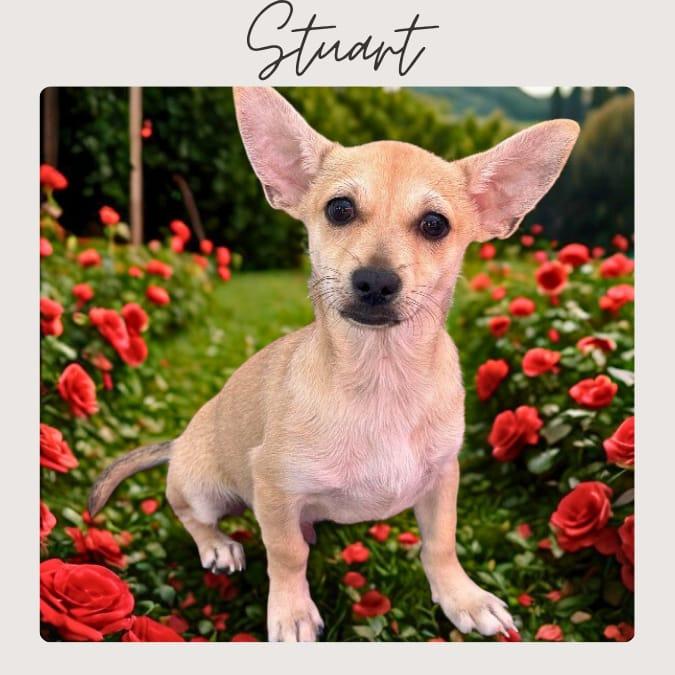 STUART, Adoptable, Young Male Chihuahua & Corgi.
