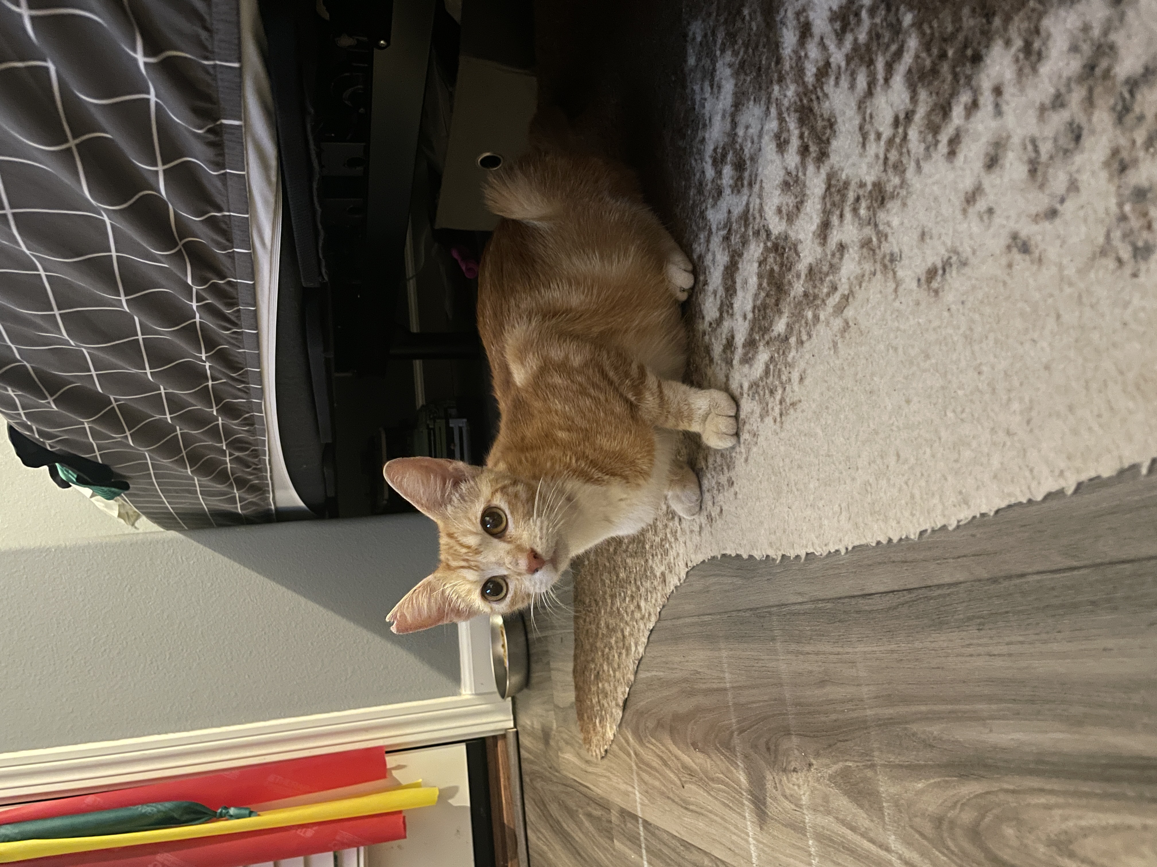 Tails, Young Female Domestic Short Hair