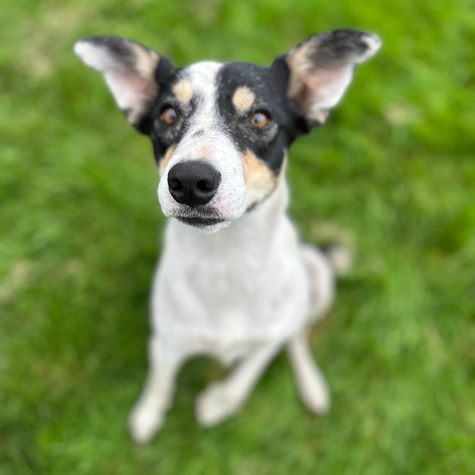 Libby, adopted, Young Female Border Collie.