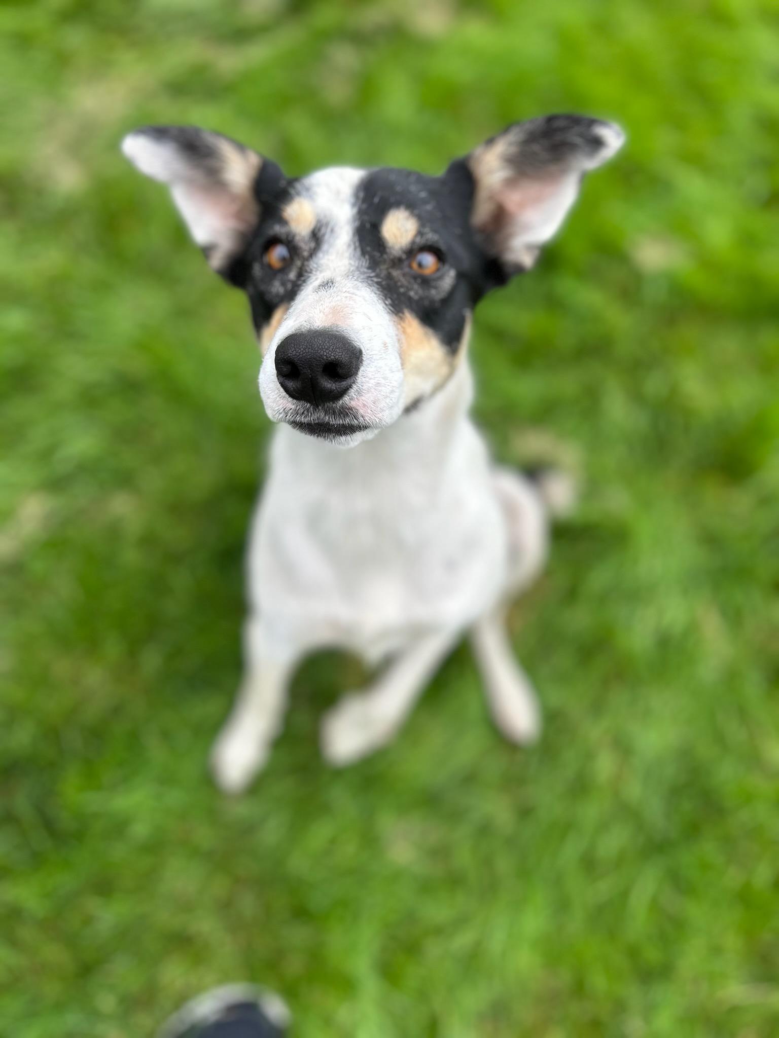 Libby