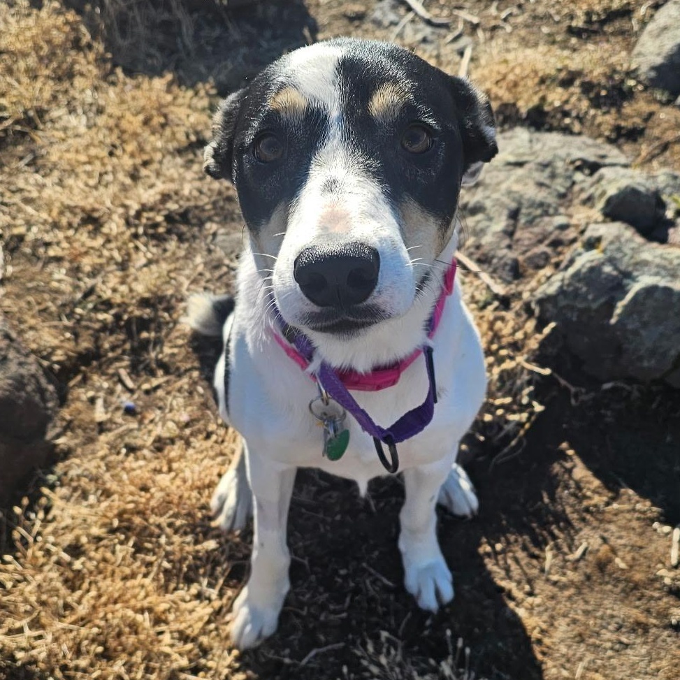 Enlarge Libby, an adopted mixed breed in Ellensburg, WA image 4/6