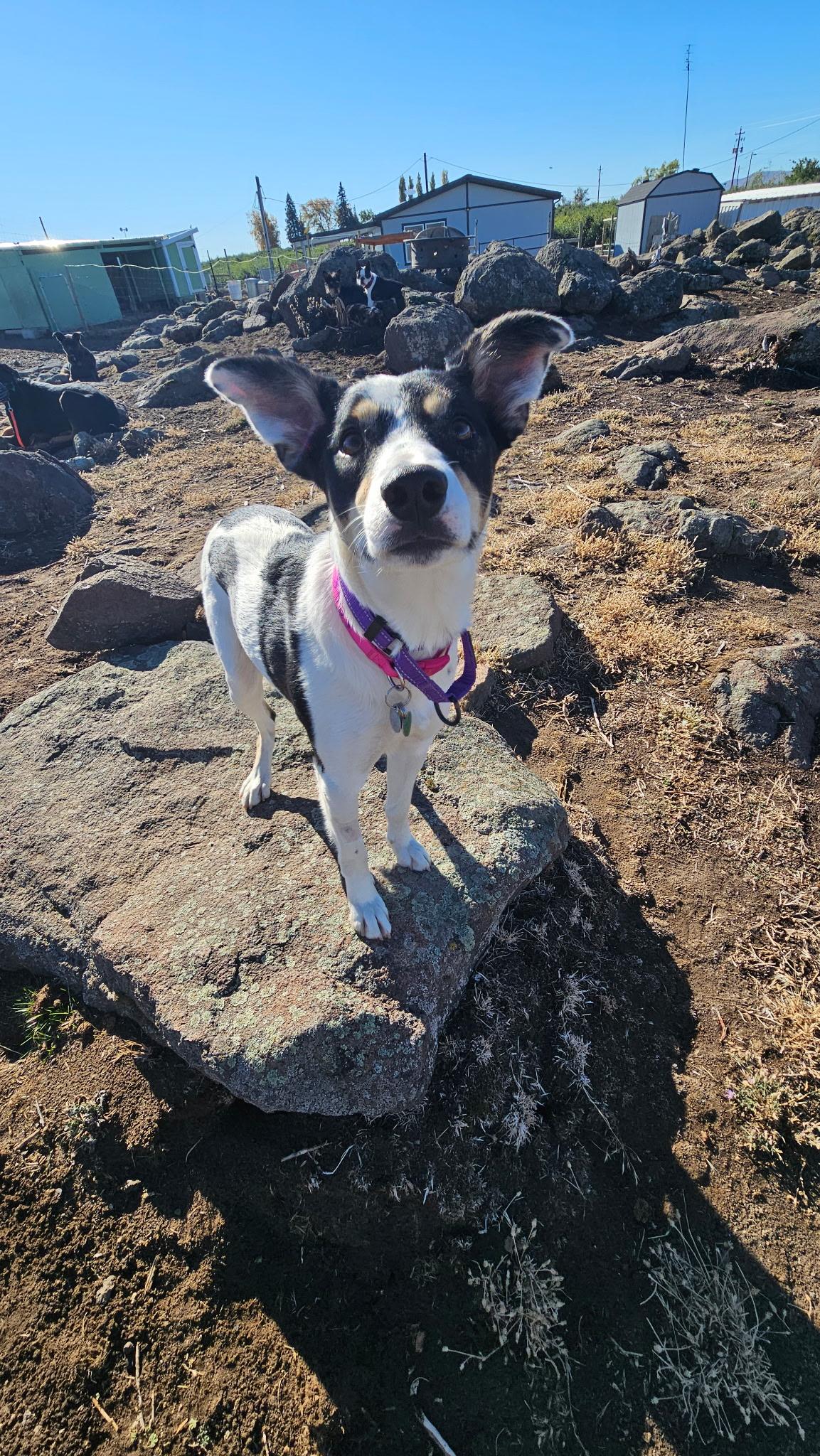 Libby